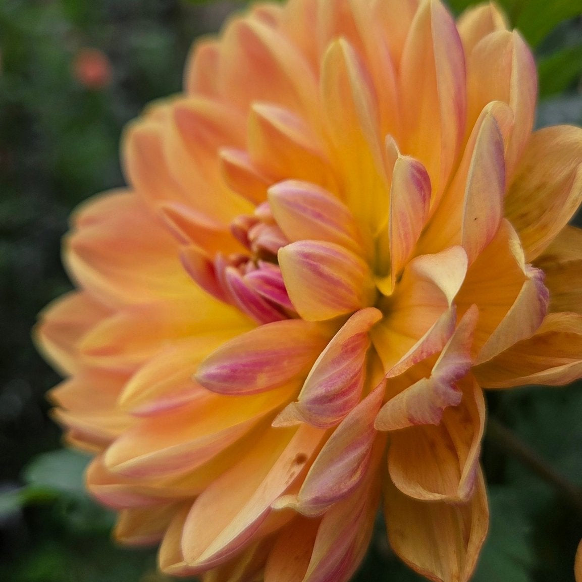 HH Goldenglow - Freese Flower Farm