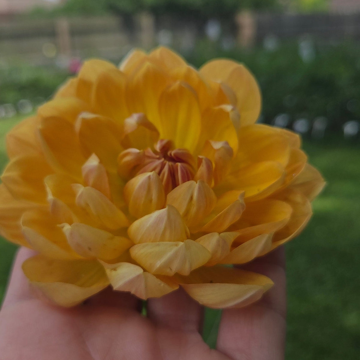 HH Honeygold - Freese Flower Farm