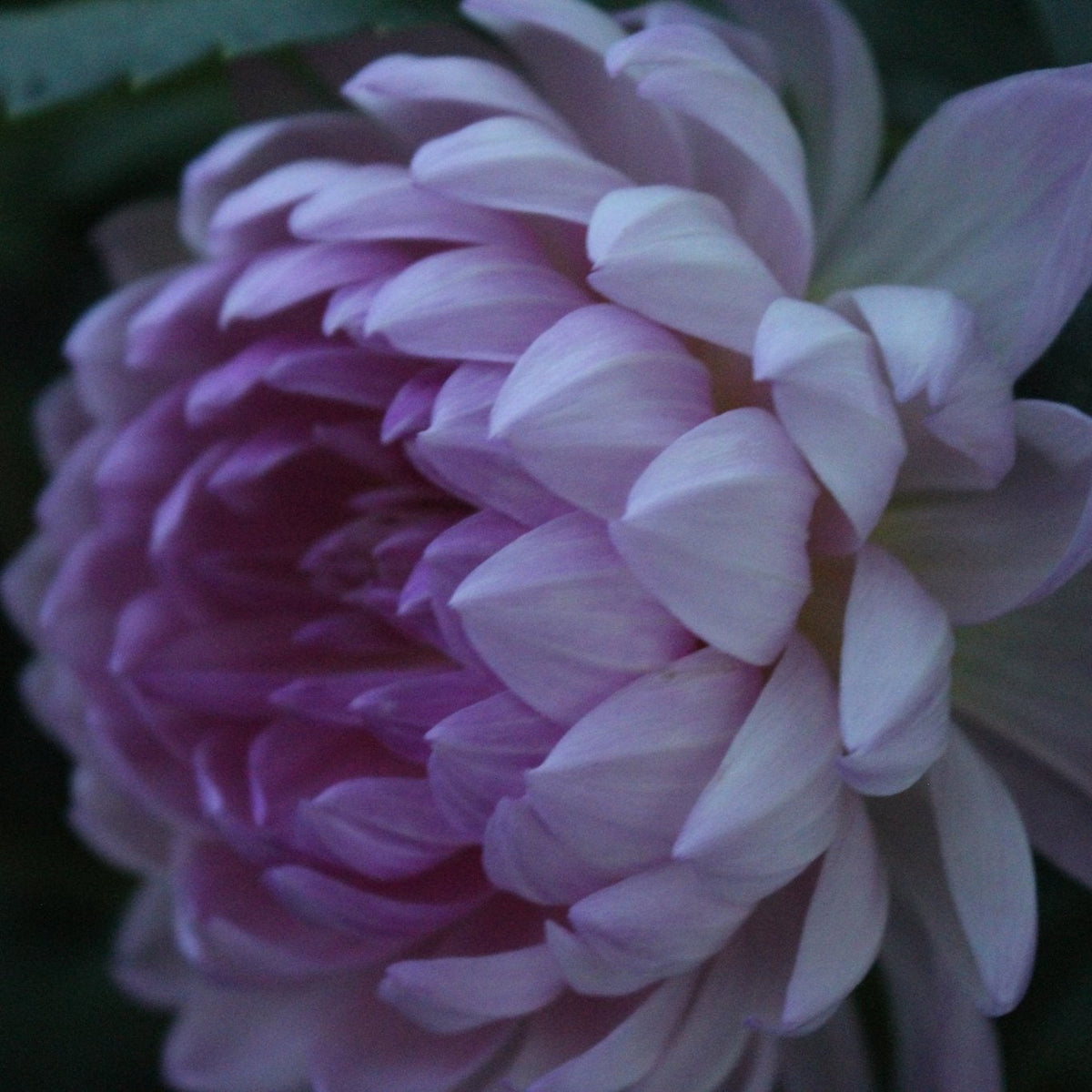 HH Leda - Freese Flower Farm