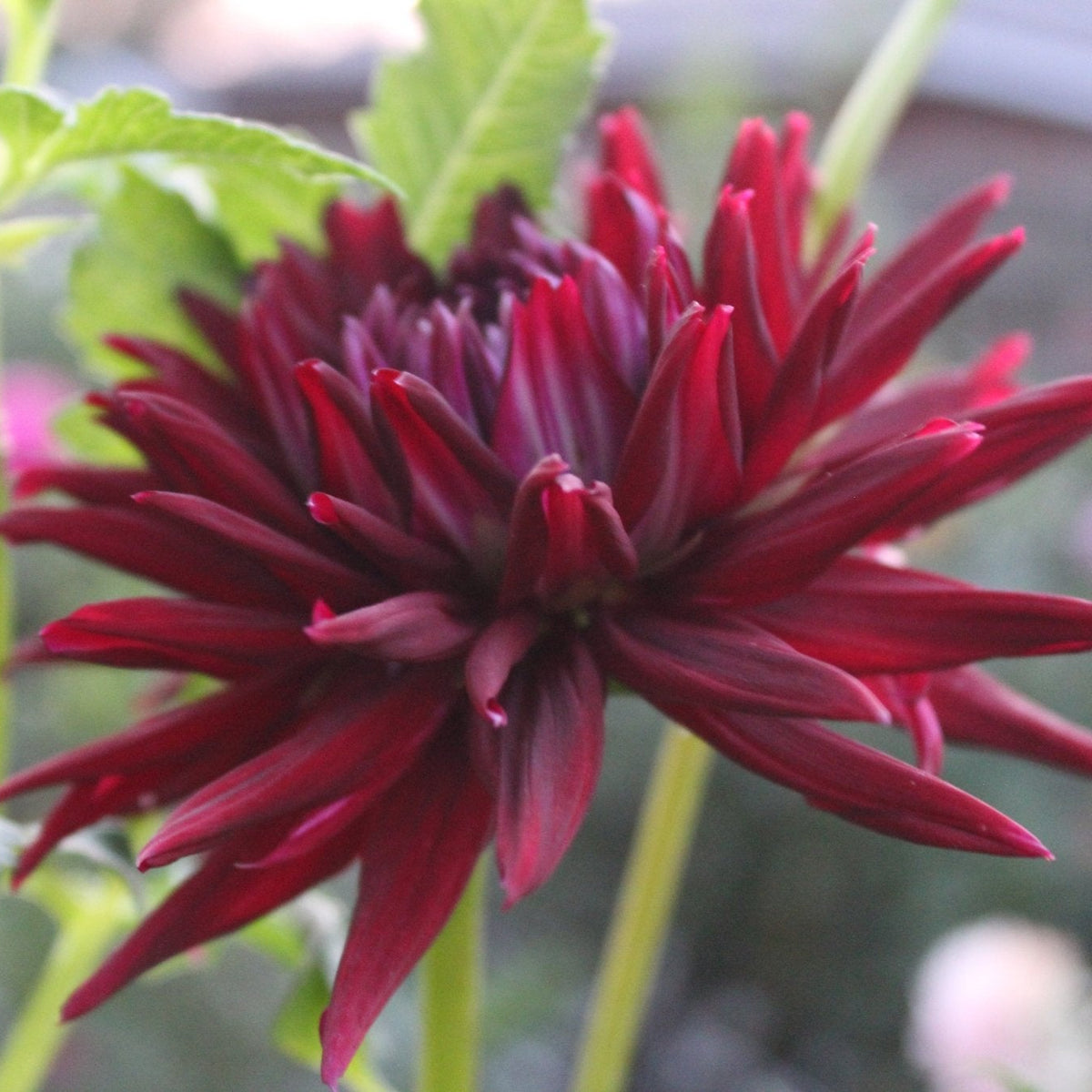 HH Maleficent - Freese Flower Farm