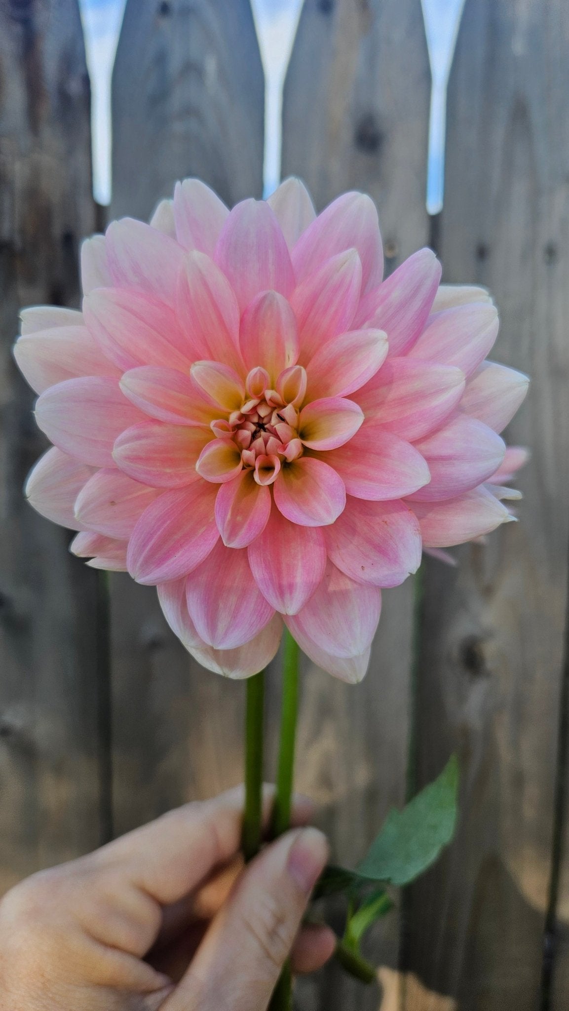 Holly Hill Monet - Freese Flower Farm