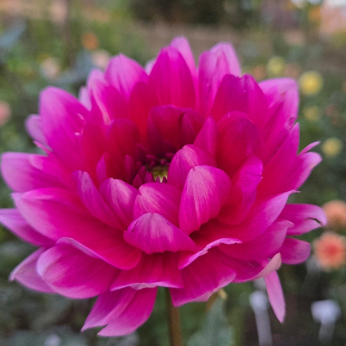 HH Pandora - Freese Flower Farm