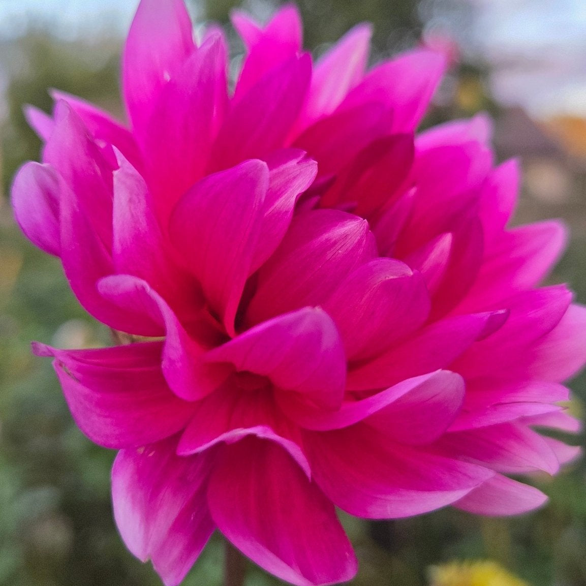 HH Pandora - Freese Flower Farm