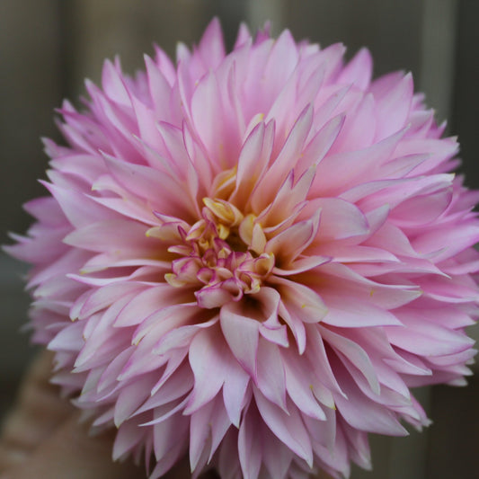 Holly Hill Pinkie - Freese Flower Farm