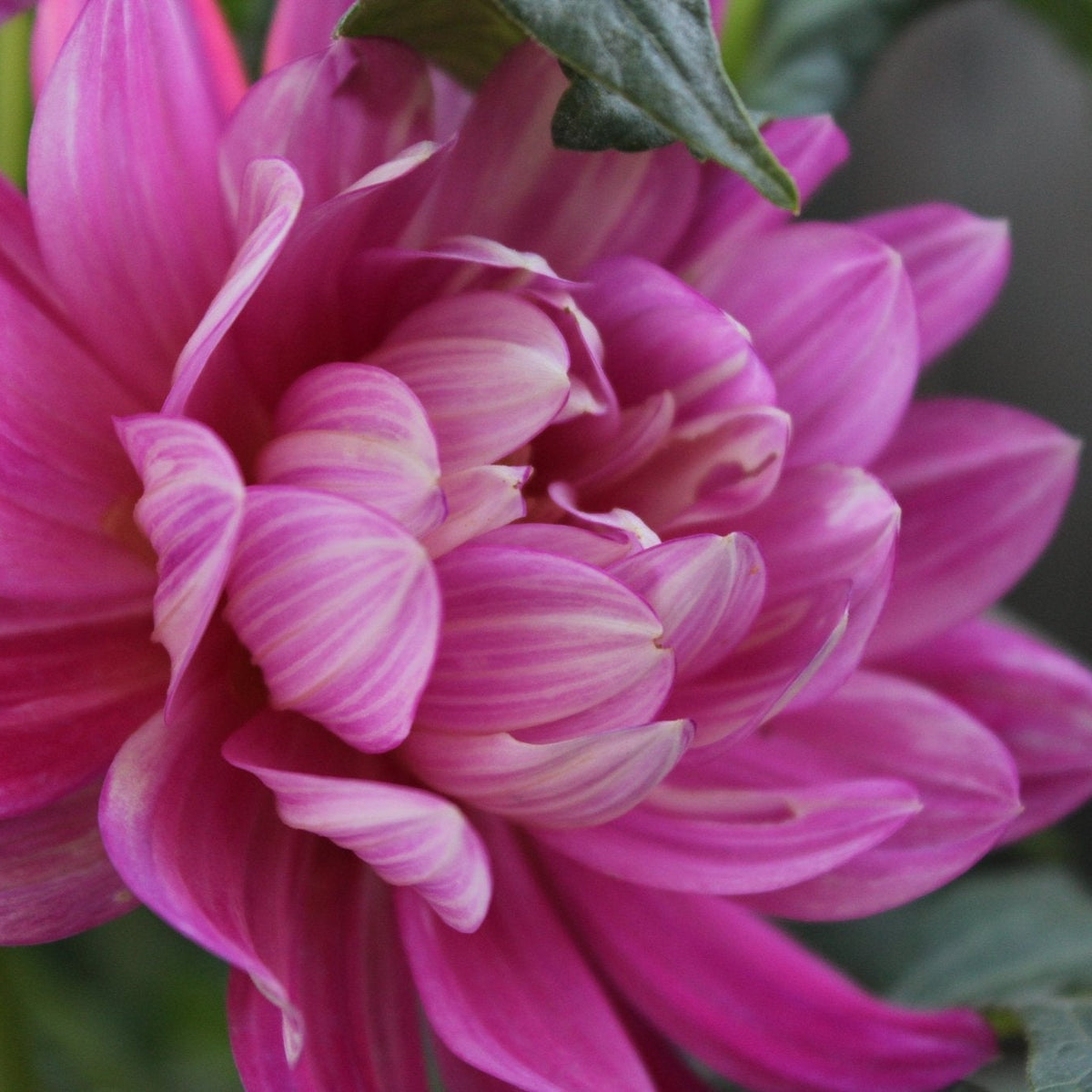 HH Pink Martini - Freese Flower Farm