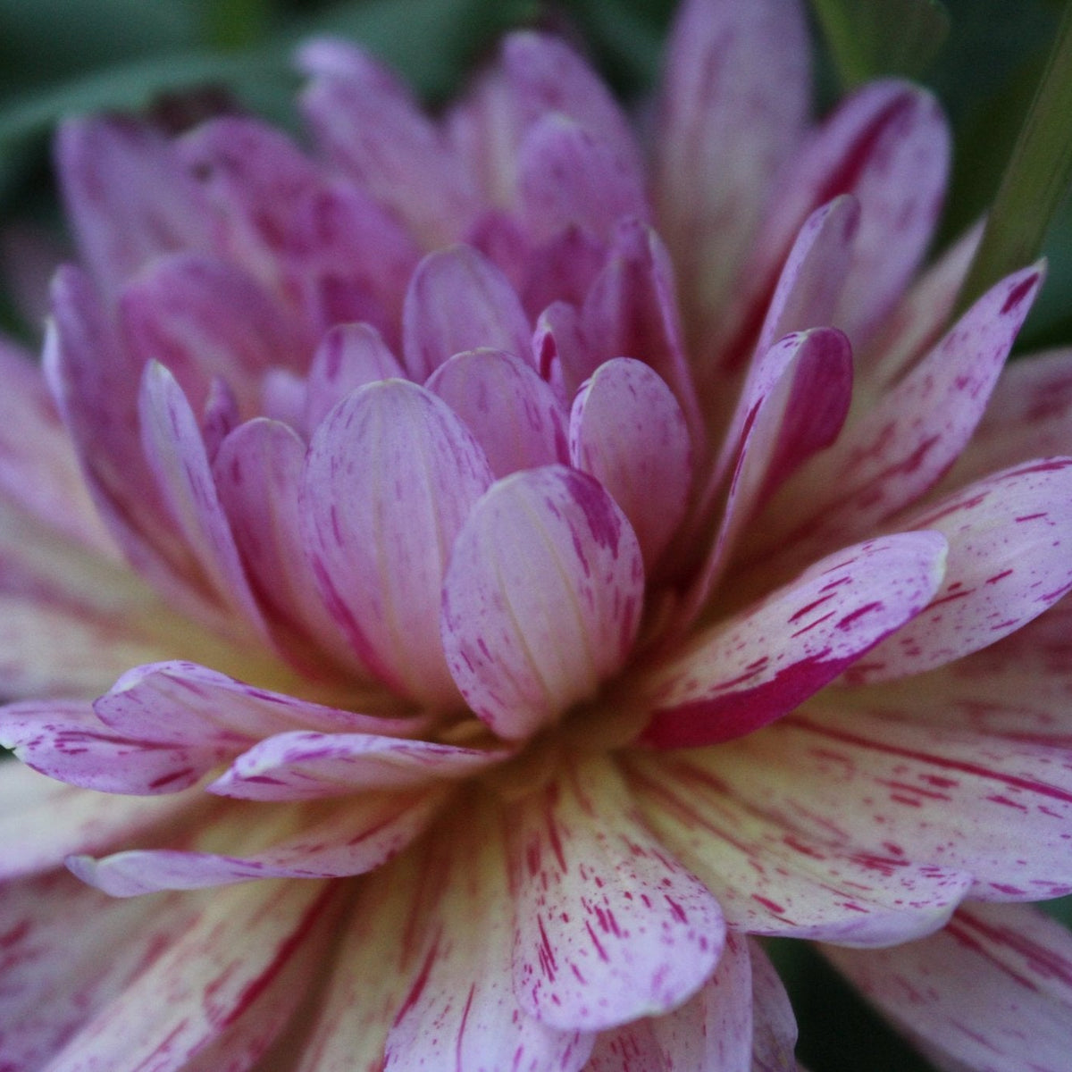 HH Pink Tigress - Freese Flower Farm
