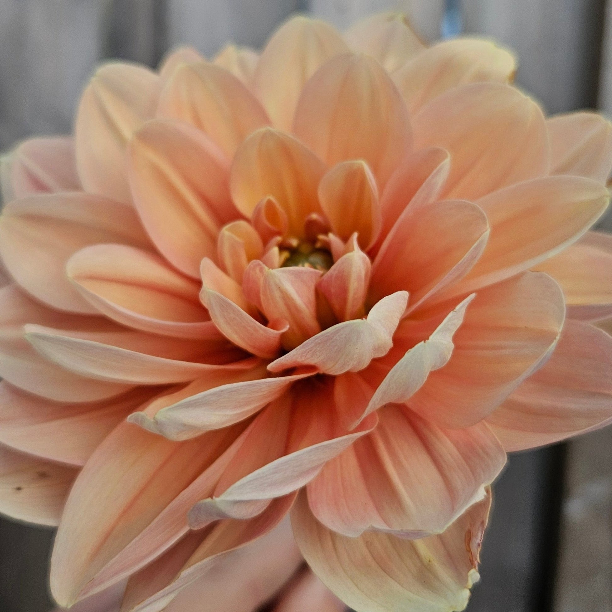 My Forever - Freese Flower Farm