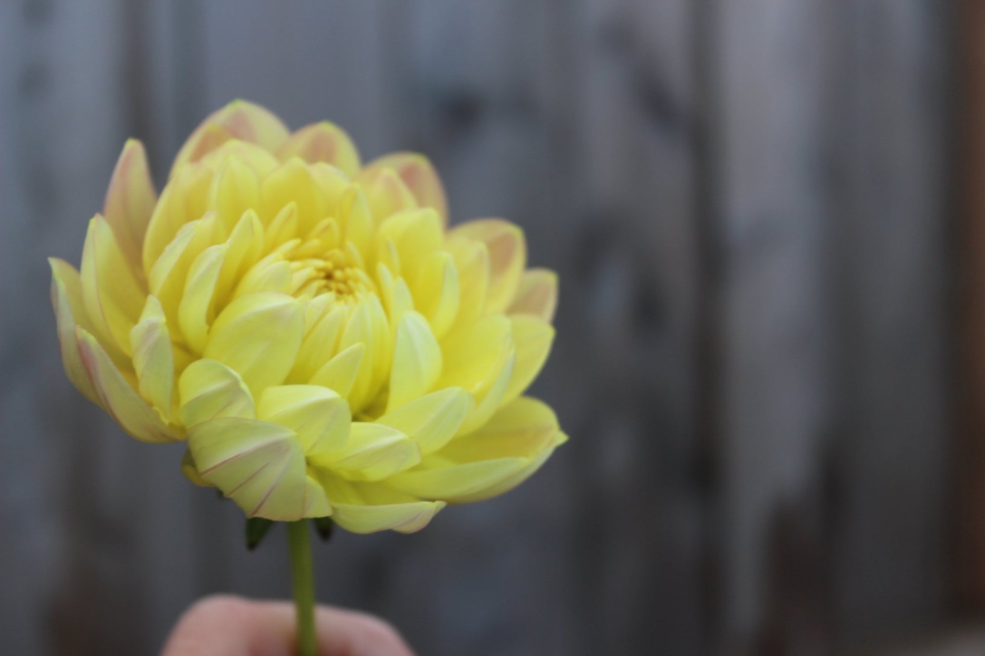 Holly Hill Serenity - Freese Flower Farm