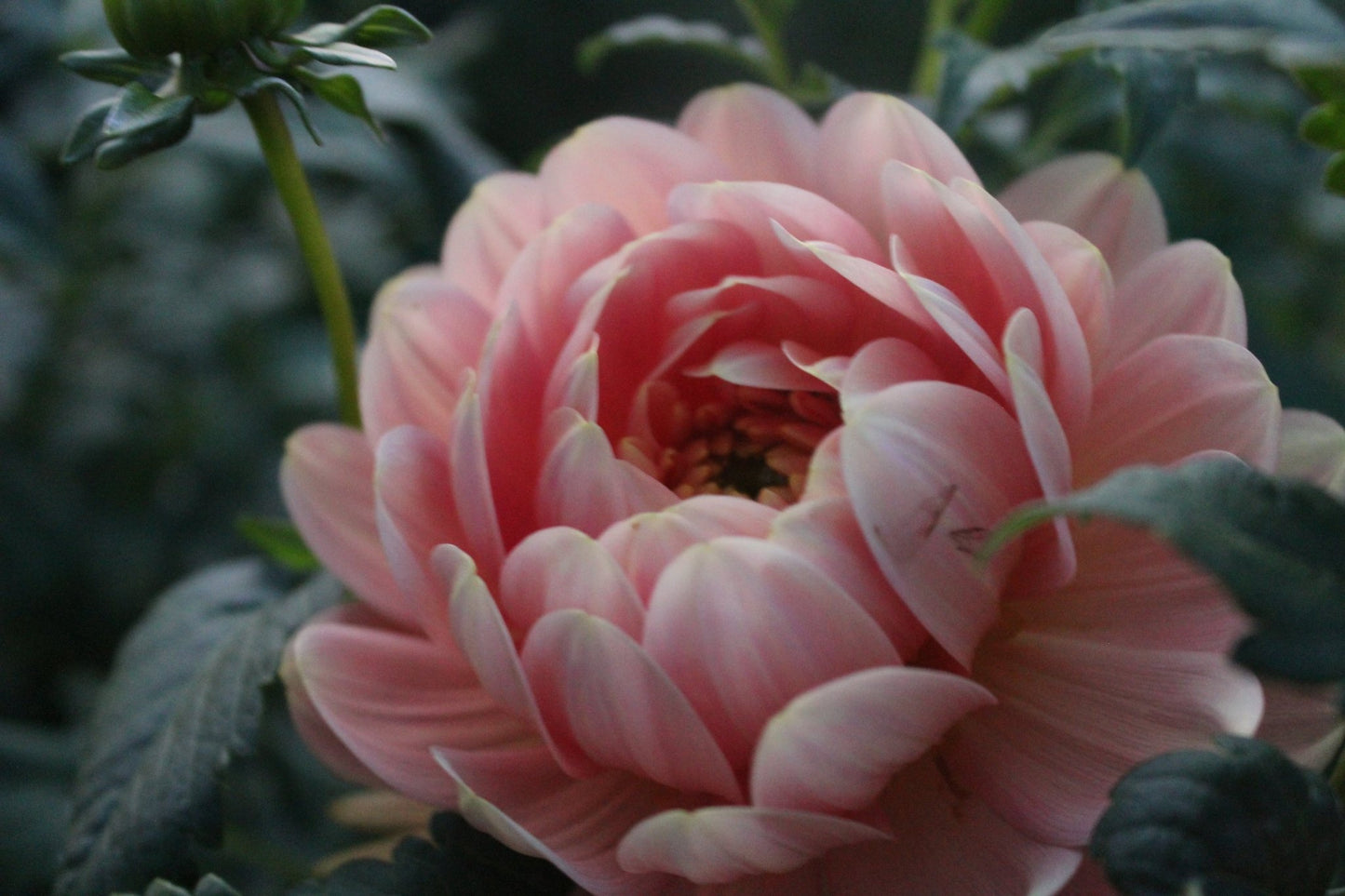 Holly Hill Serenity - Freese Flower Farm