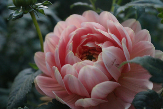 Holly Hill Serenity - Freese Flower Farm