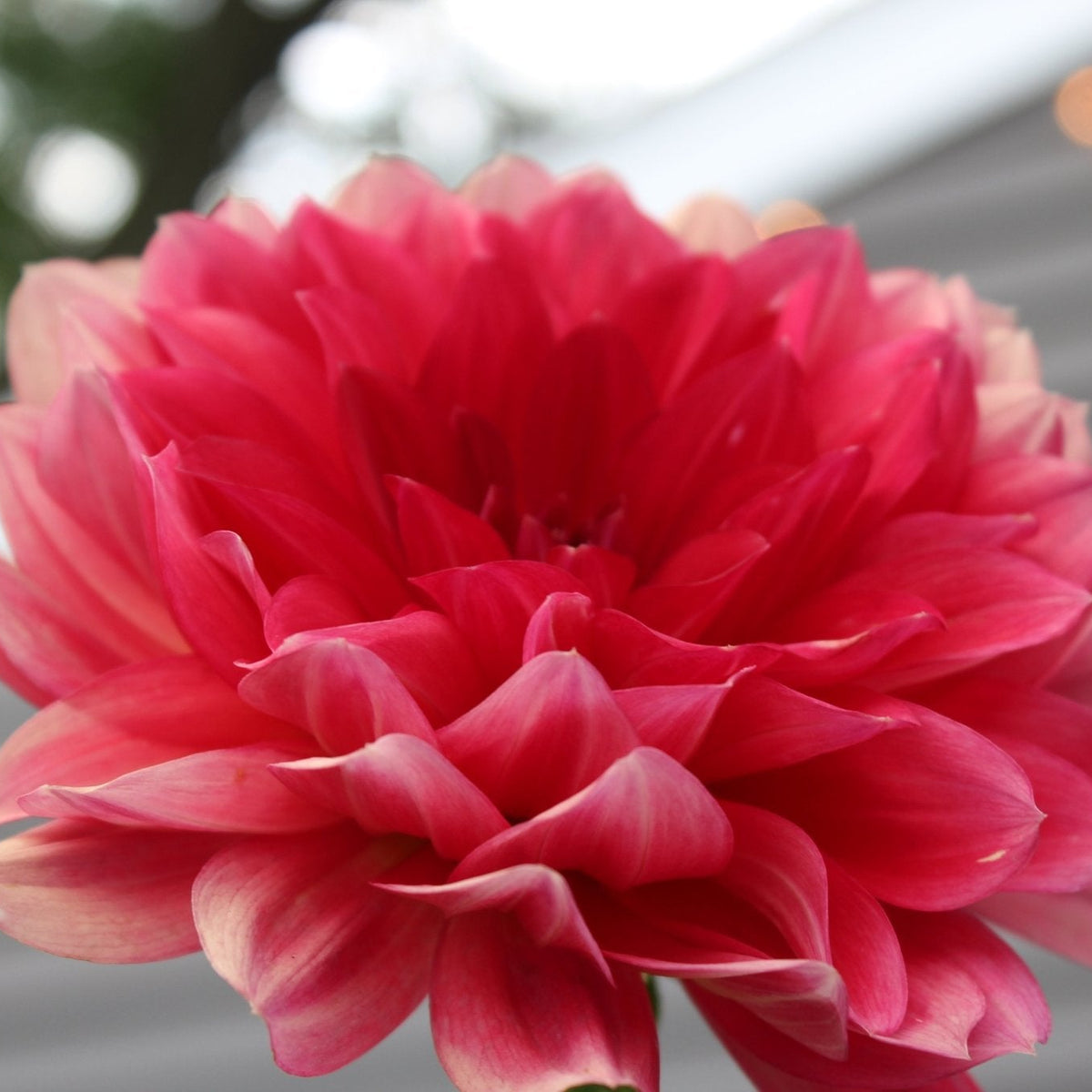 HH Snowfire - Freese Flower Farm