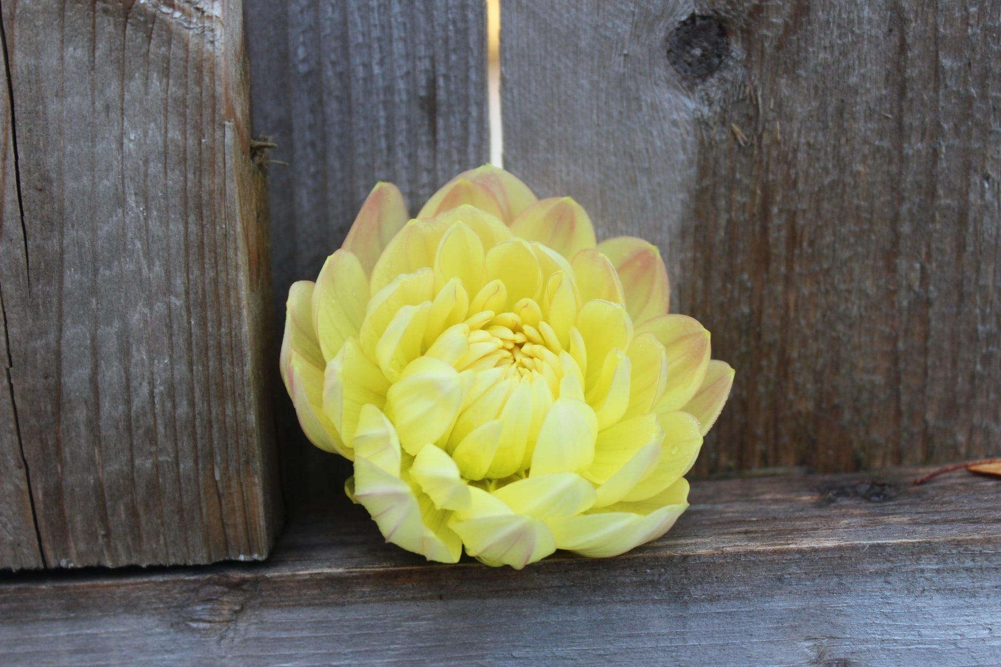 Holly Hill Serenity - Freese Flower Farm