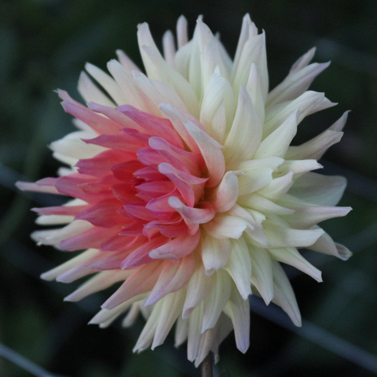 Hilltop Lost Treasure - Freese Flower Farm