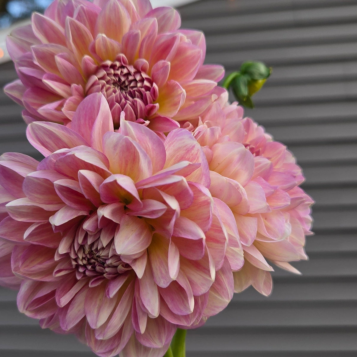 Hapet Old Charm - Freese Flower Farm
