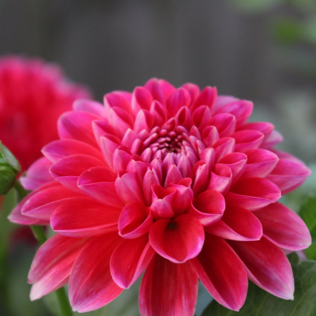 Honeydew Sport - Freese Flower Farm