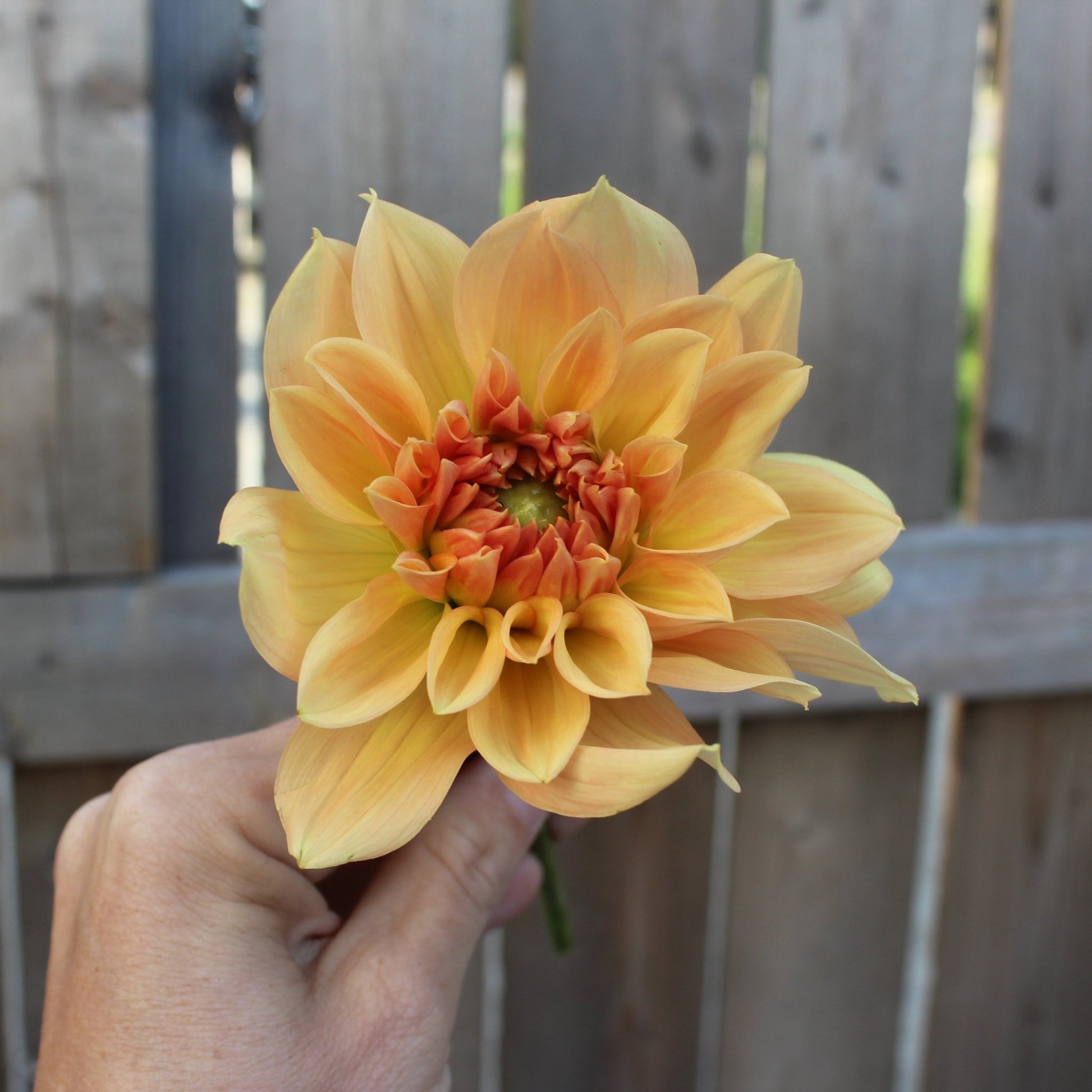 Honeymoon - Freese Flower Farm