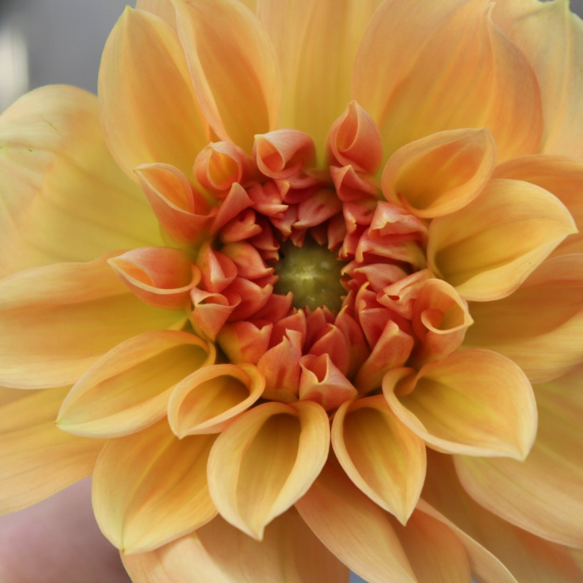 Honeymoon - Freese Flower Farm