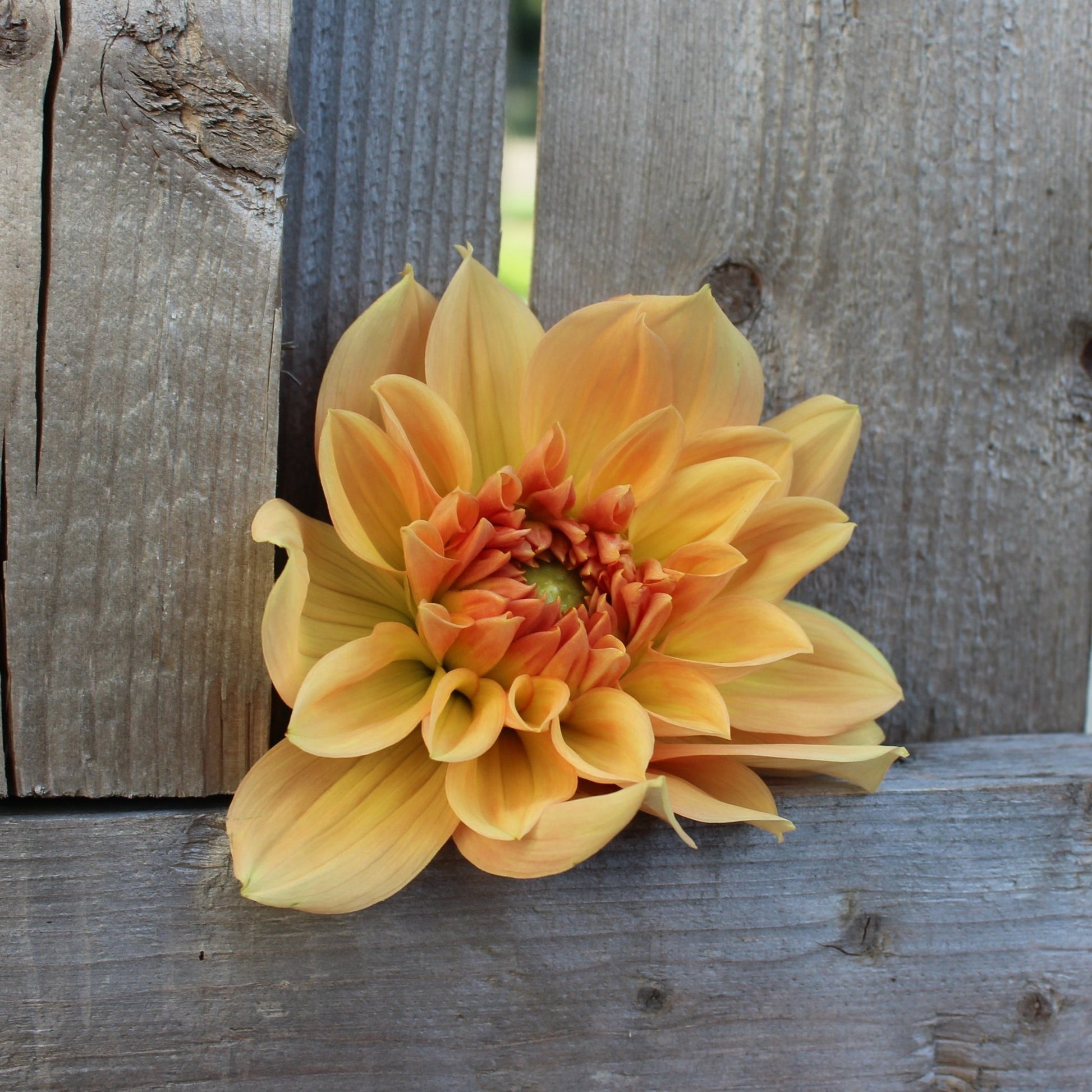 Honeymoon - Freese Flower Farm