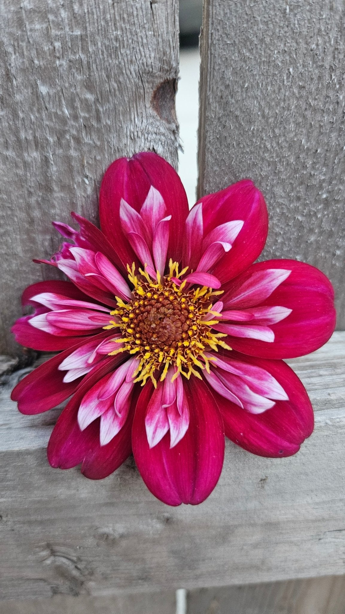 Hootenany - Freese Flower Farm