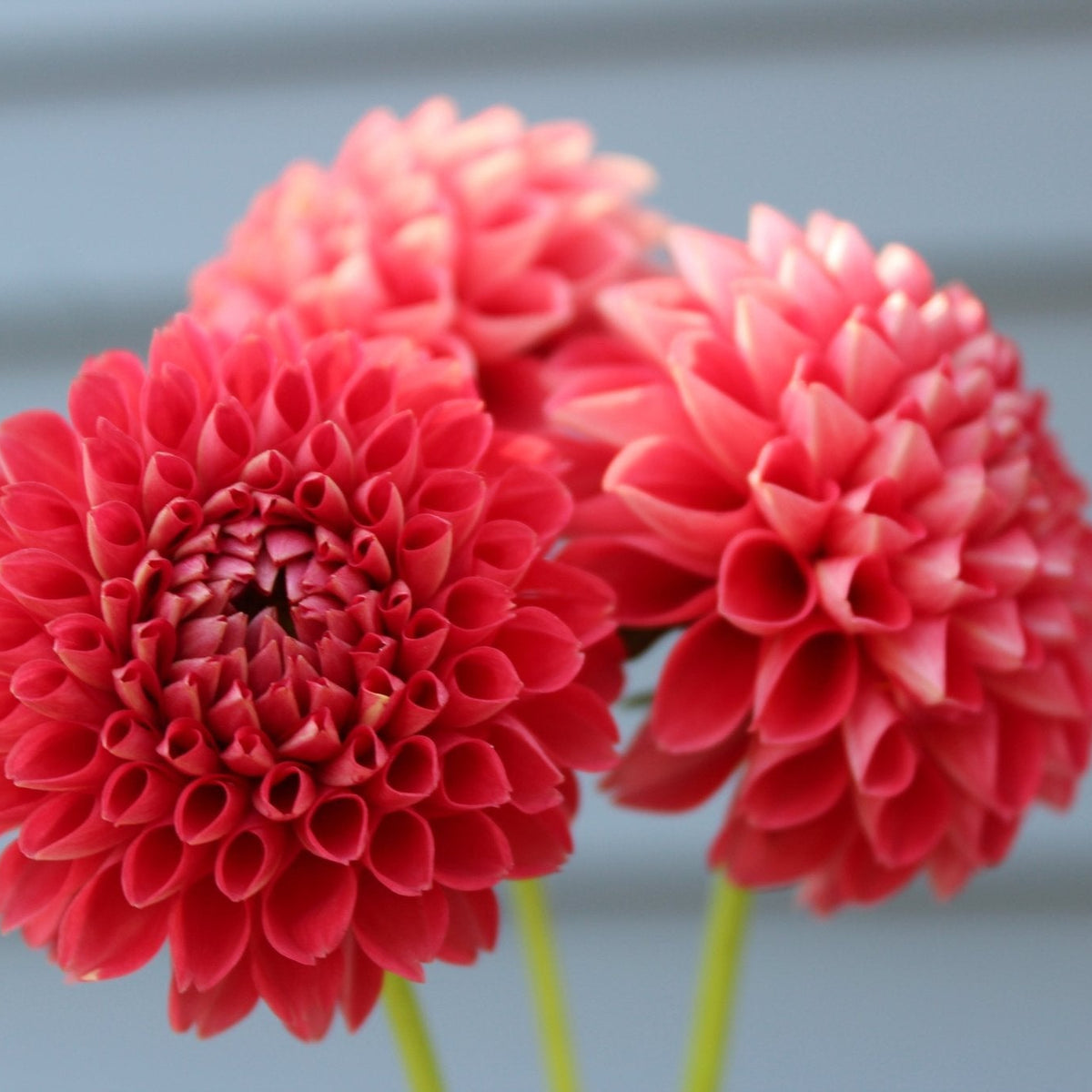 Irish Spice - Freese Flower Farm