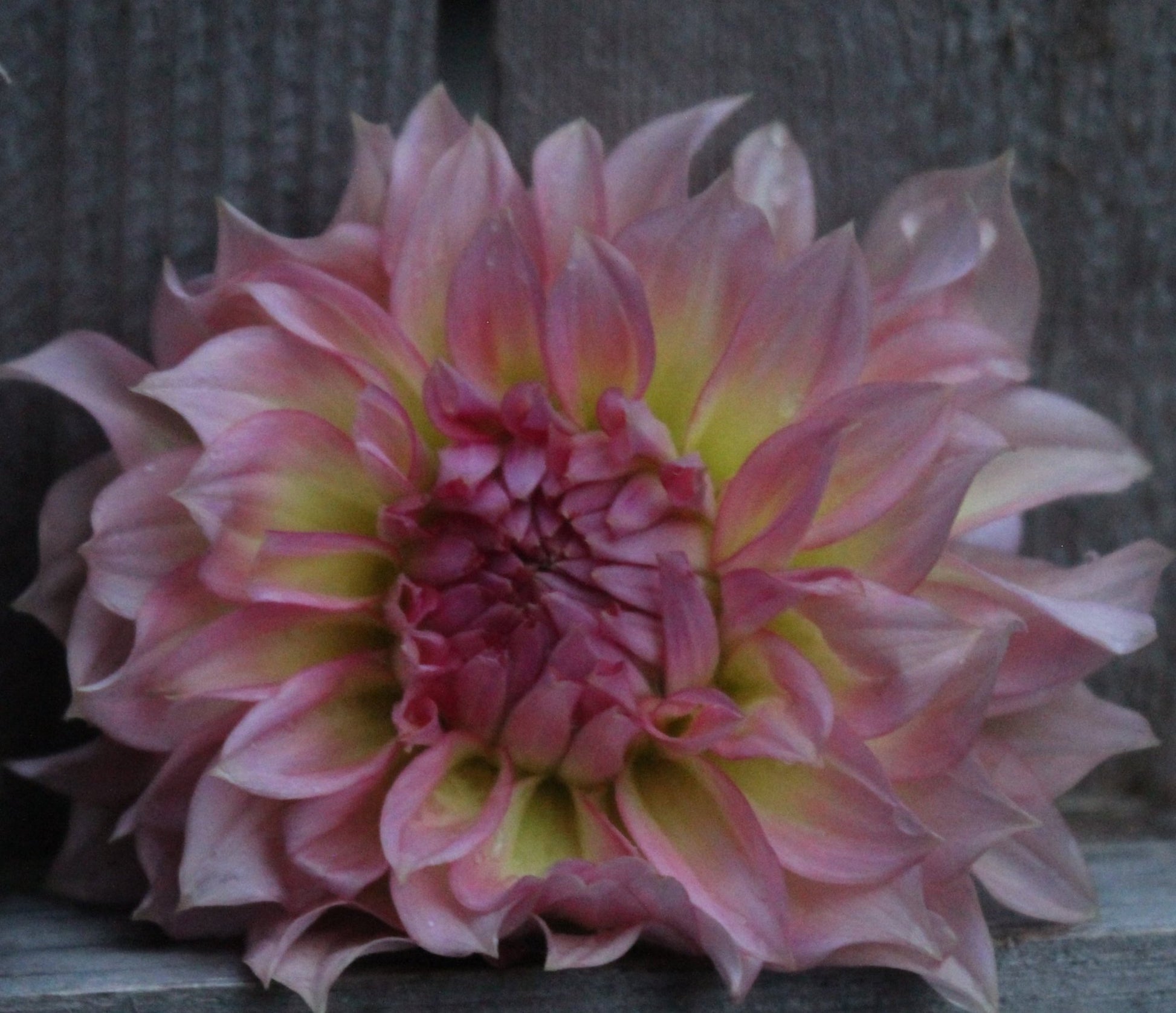 Jenny Marie - Freese Flower Farm