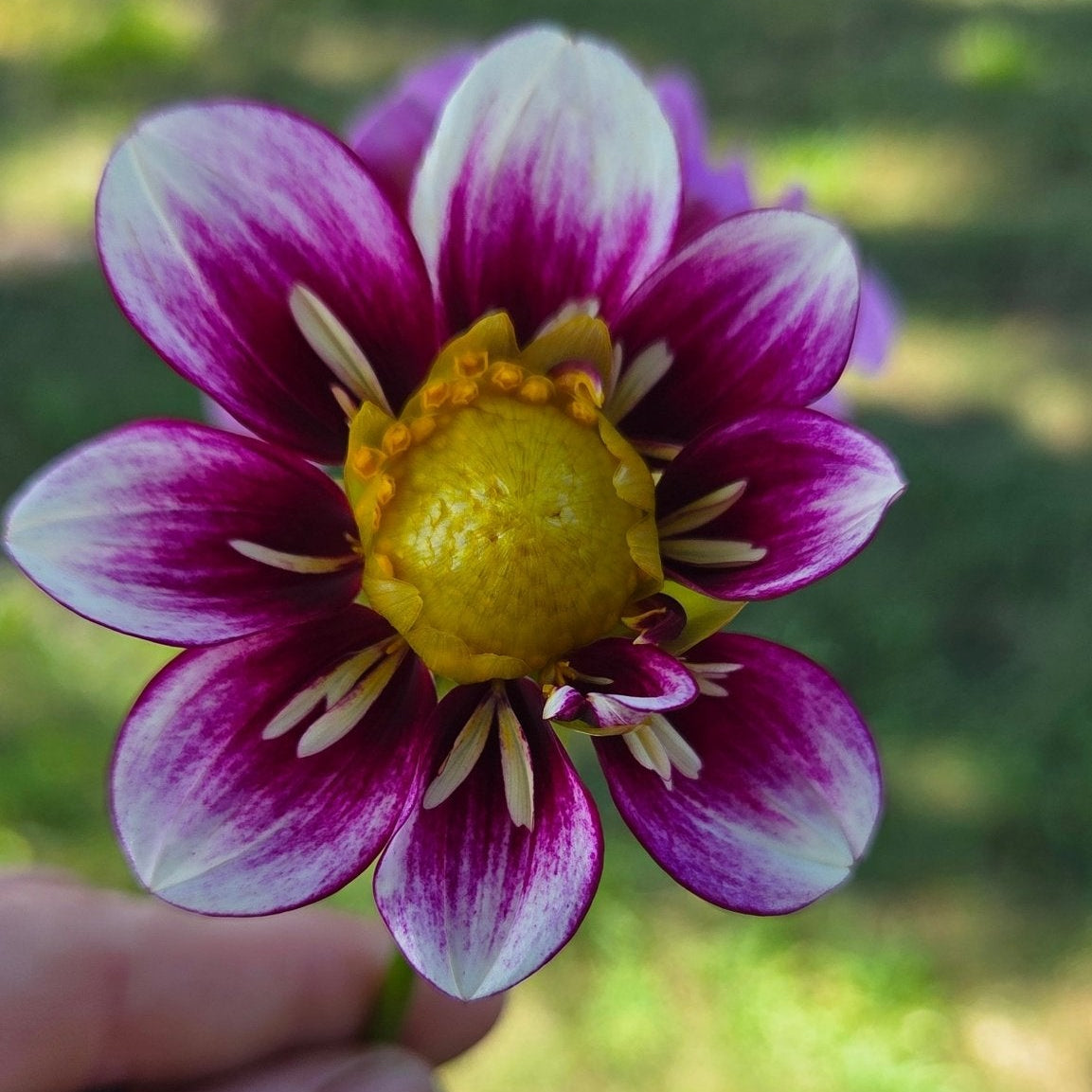 Jak's Ashley - Freese Flower Farm