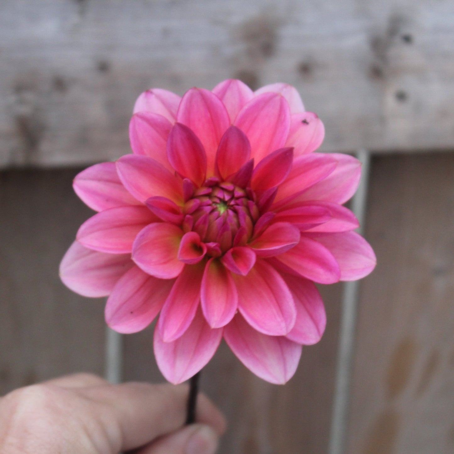 Janice - Freese Flower Farm