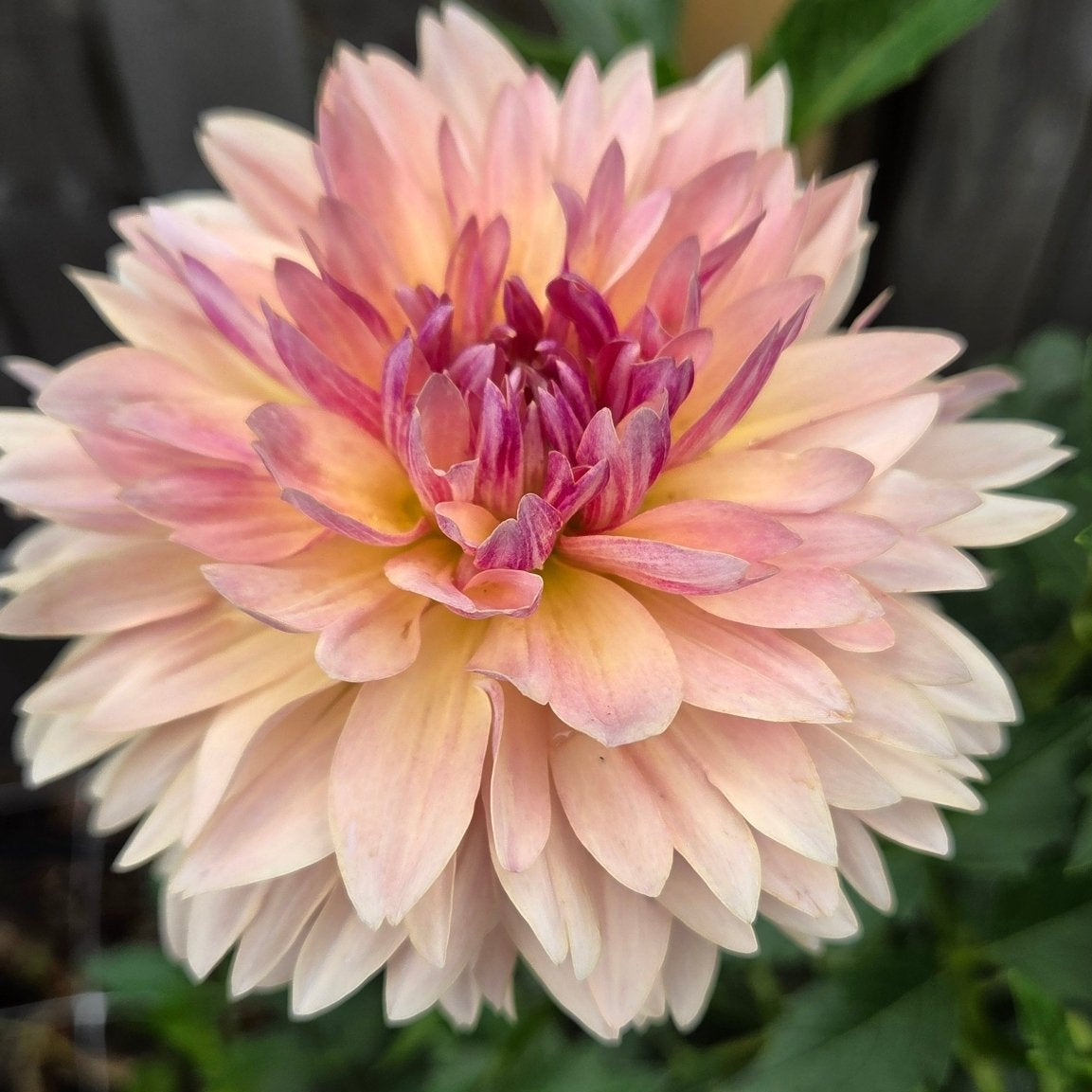 Joel's Favorite - Freese Flower Farm