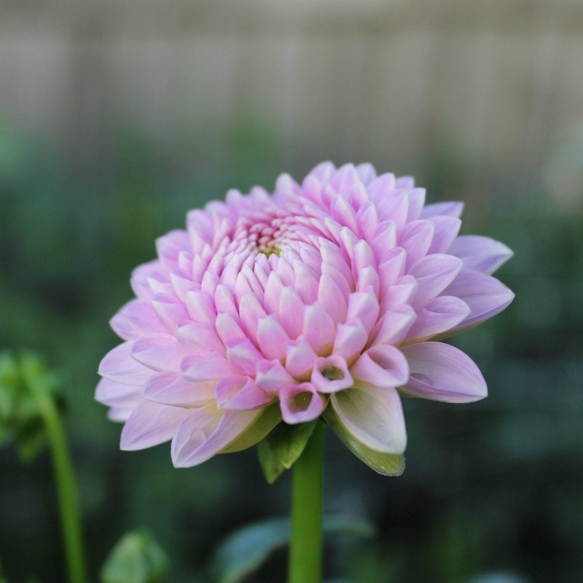 Just Lucas - Freese Flower Farm