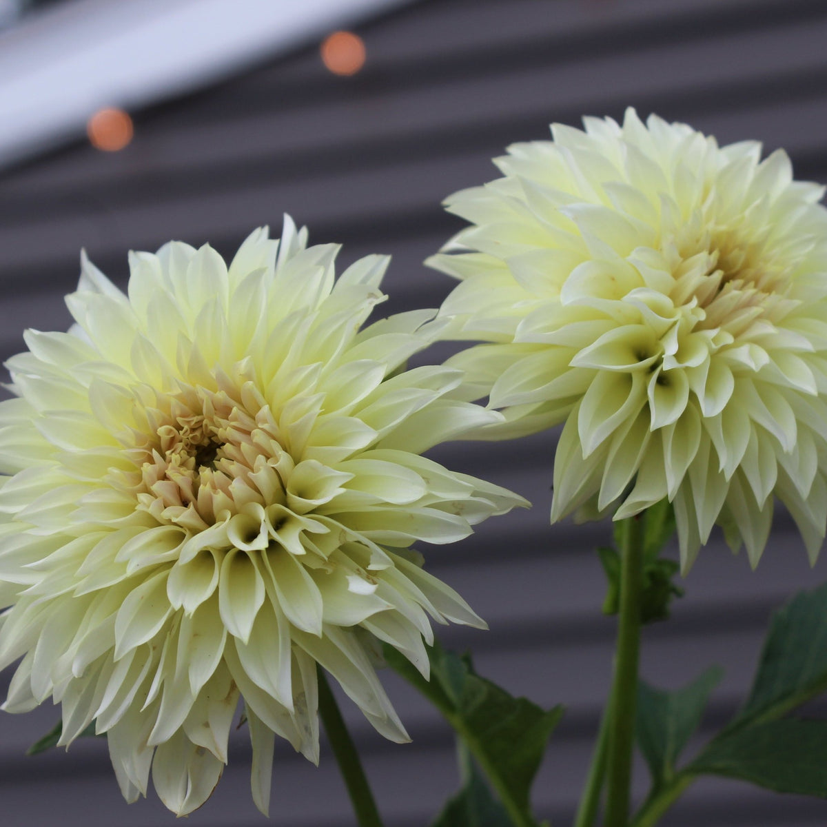 KA's® Champagne - Freese Flower Farm