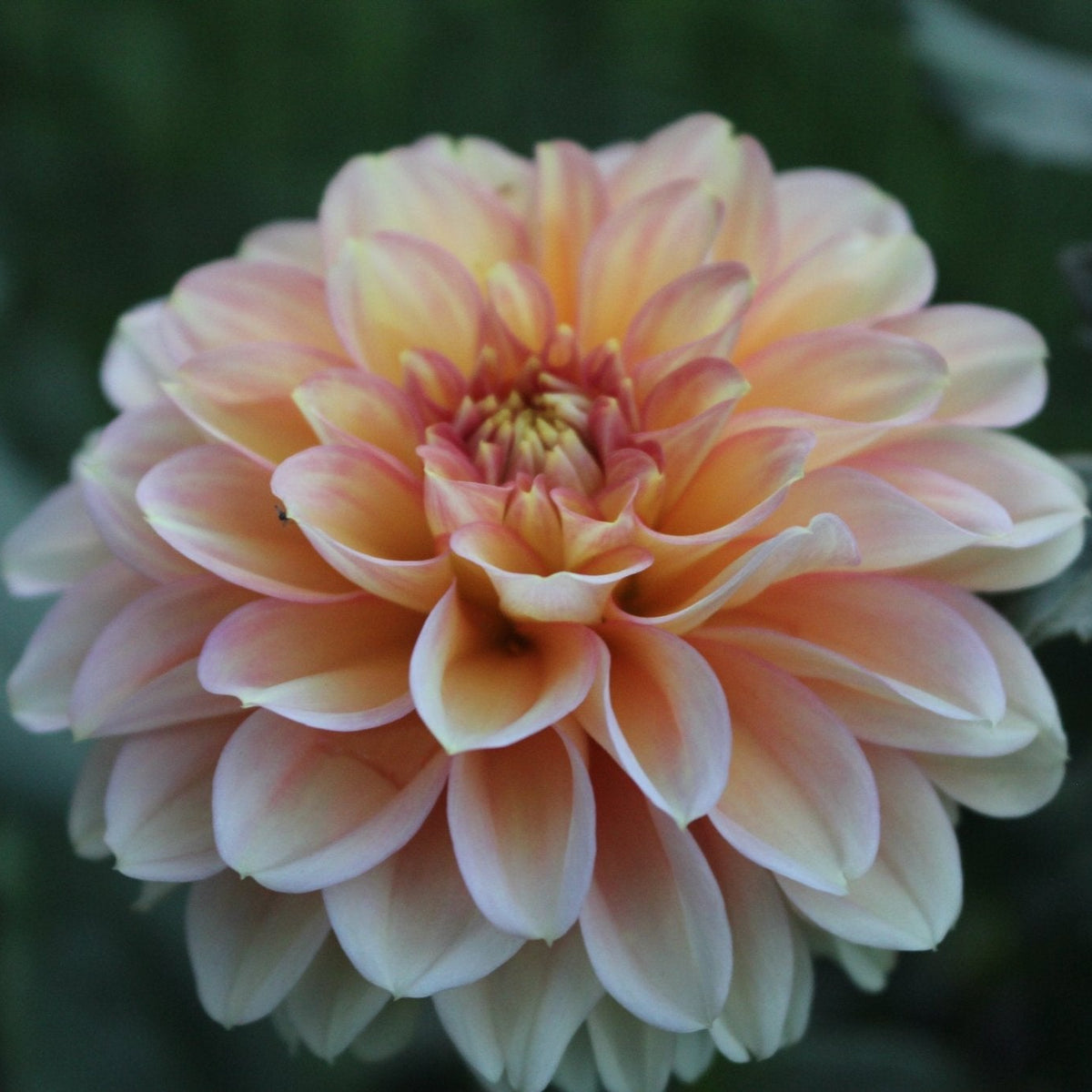 KA's® Aloha - Freese Flower Farm