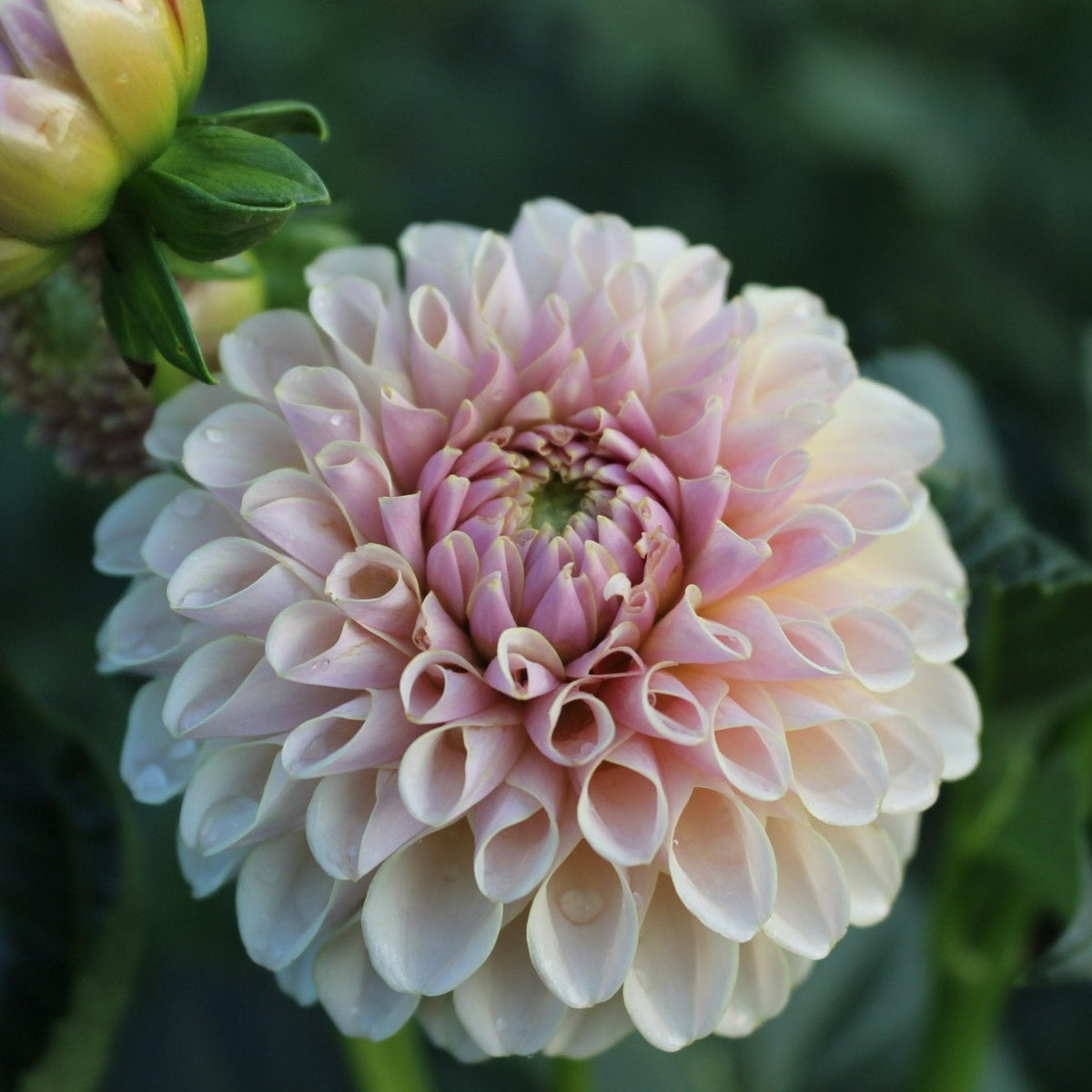 KA's® Cinder Rose - Freese Flower Farm