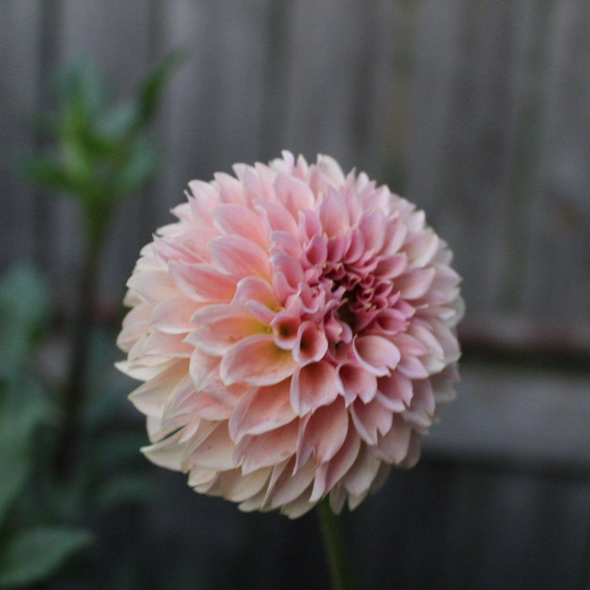 KA's® Coral Sea - Freese Flower Farm
