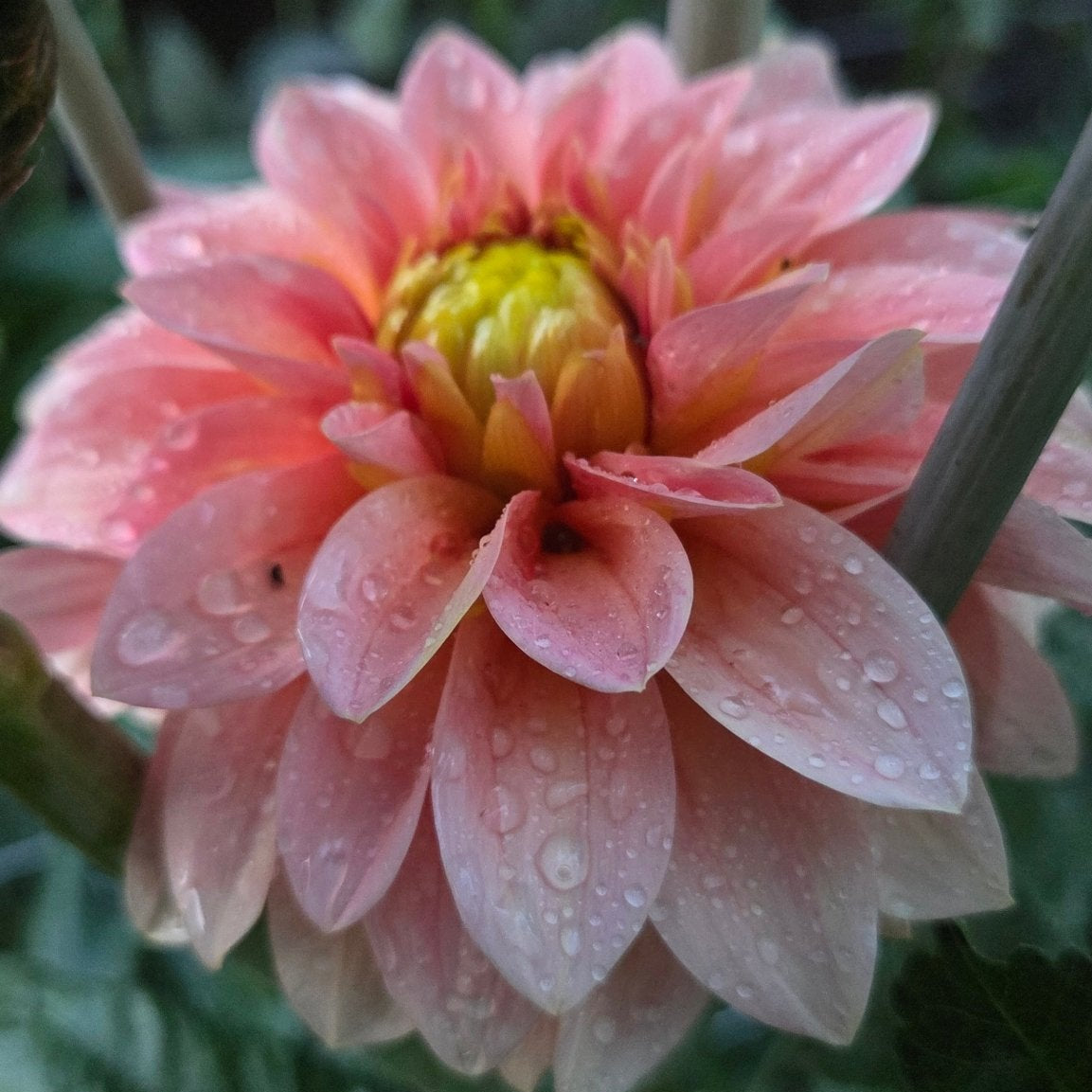 KA's Guava - Freese Flower Farm