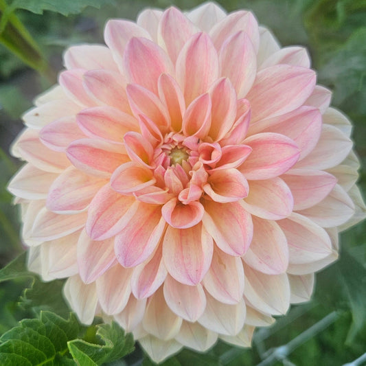 KA Honi - Freese Flower Farm