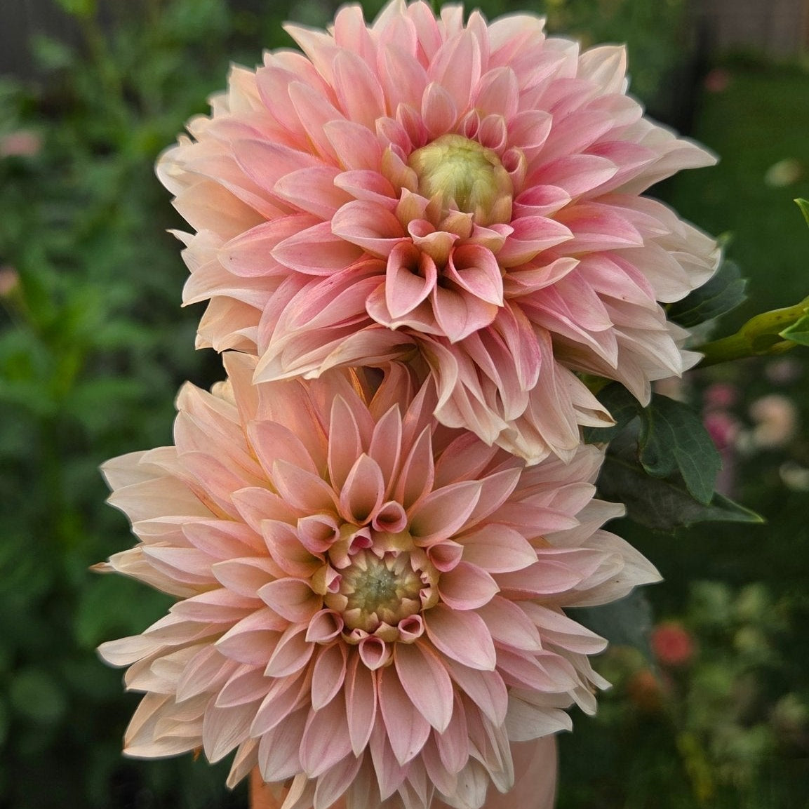 KA's Mocha Jake - Freese Flower Farm