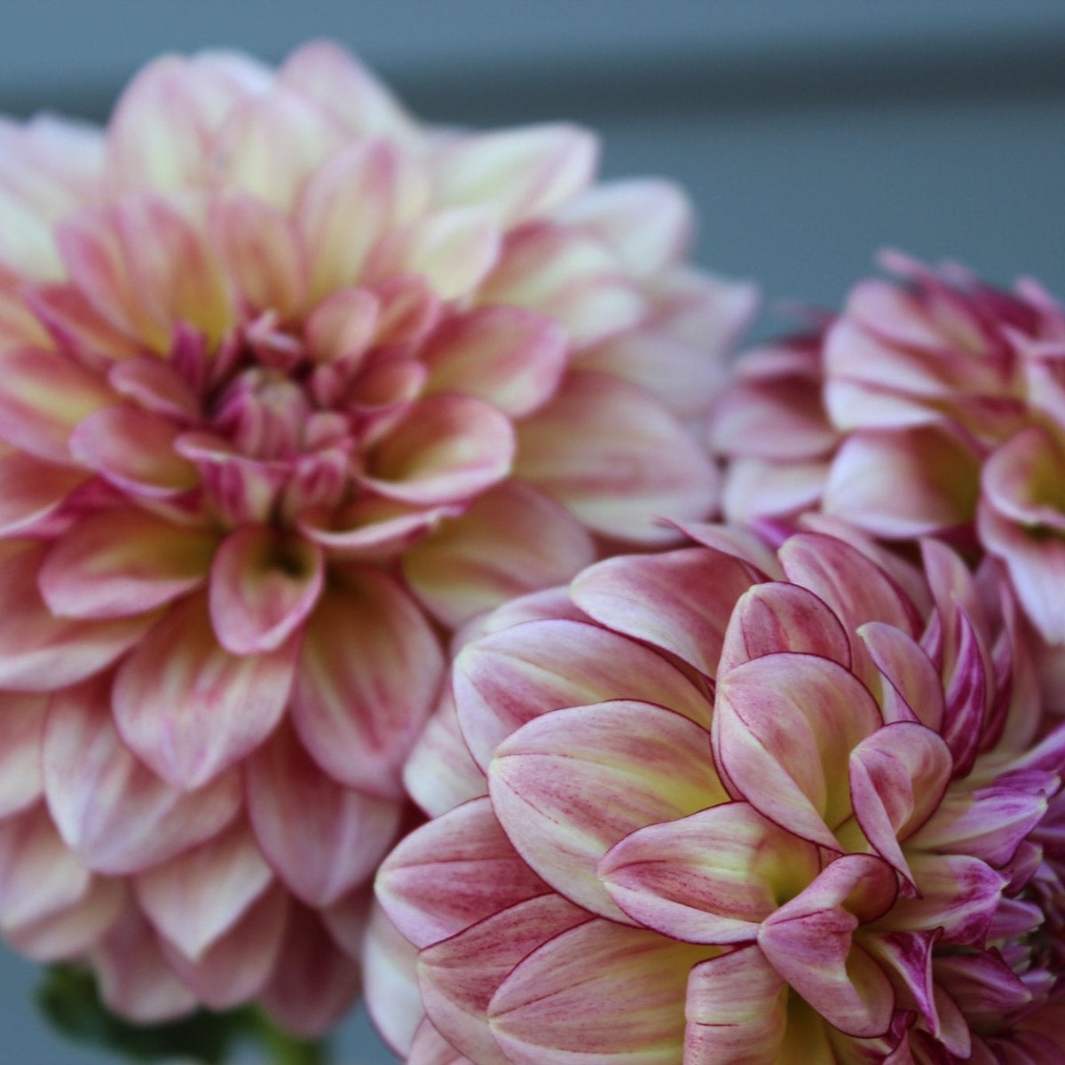 KA's® Mocha Katie - Freese Flower Farm
