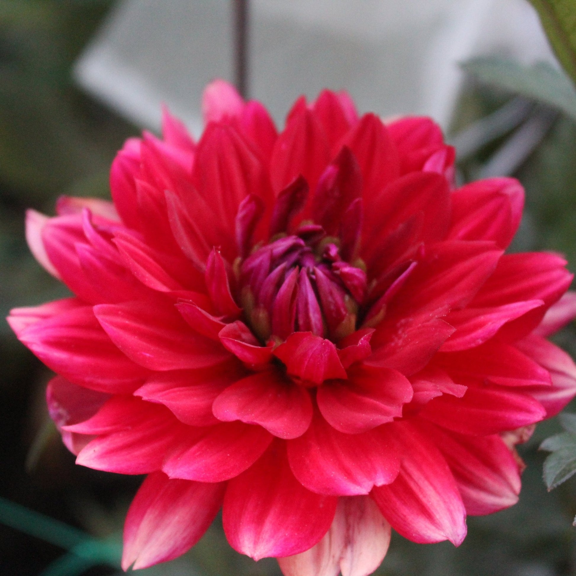 Karma Amora - Freese Flower Farm