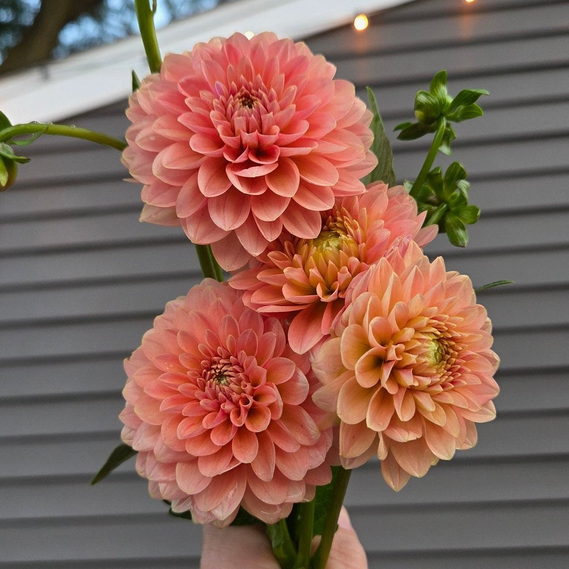 KA's Boho Peach - Freese Flower Farm