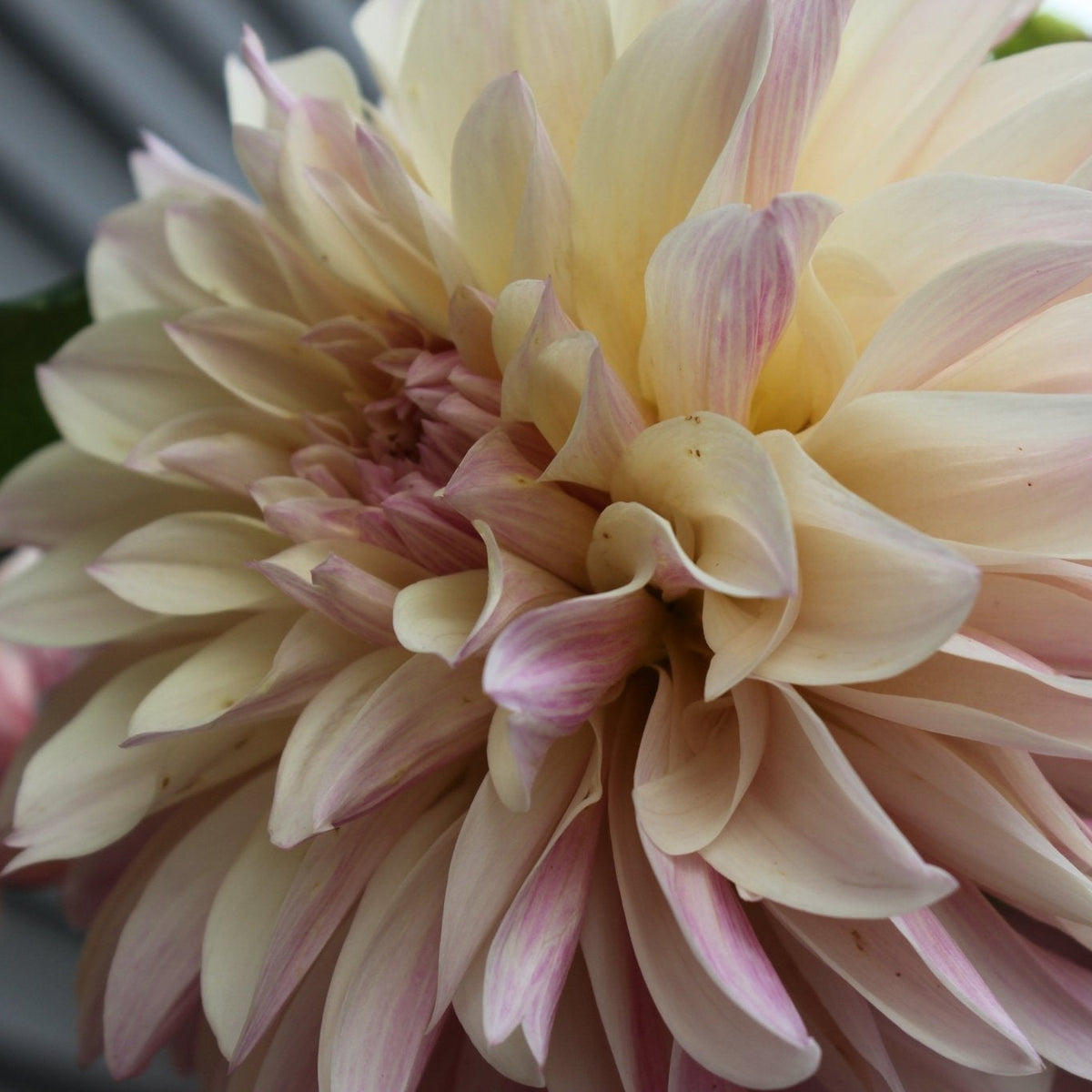 KA's® Pearl - Freese Flower Farm