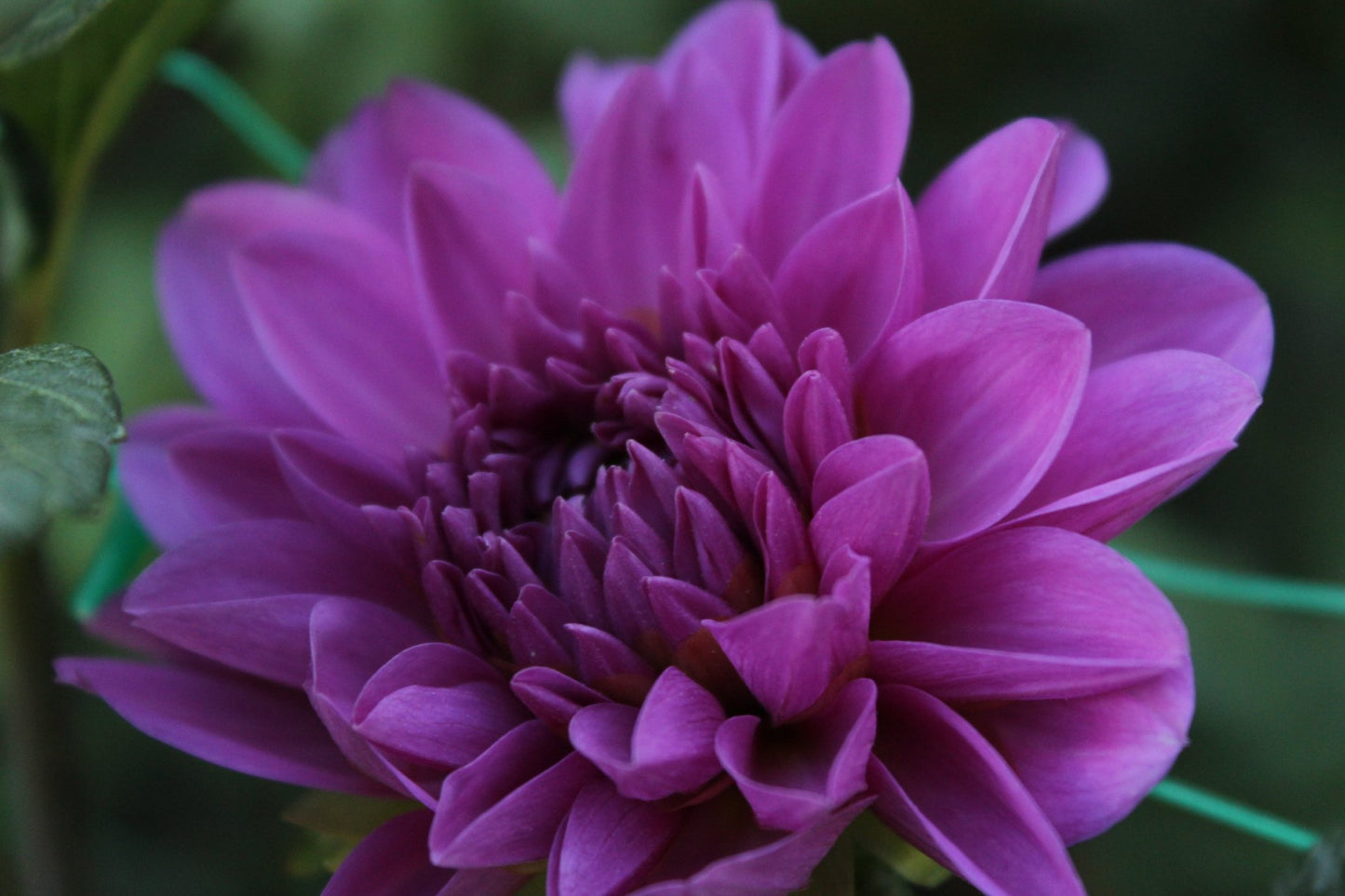 Karma Lagoon - Freese Flower Farm