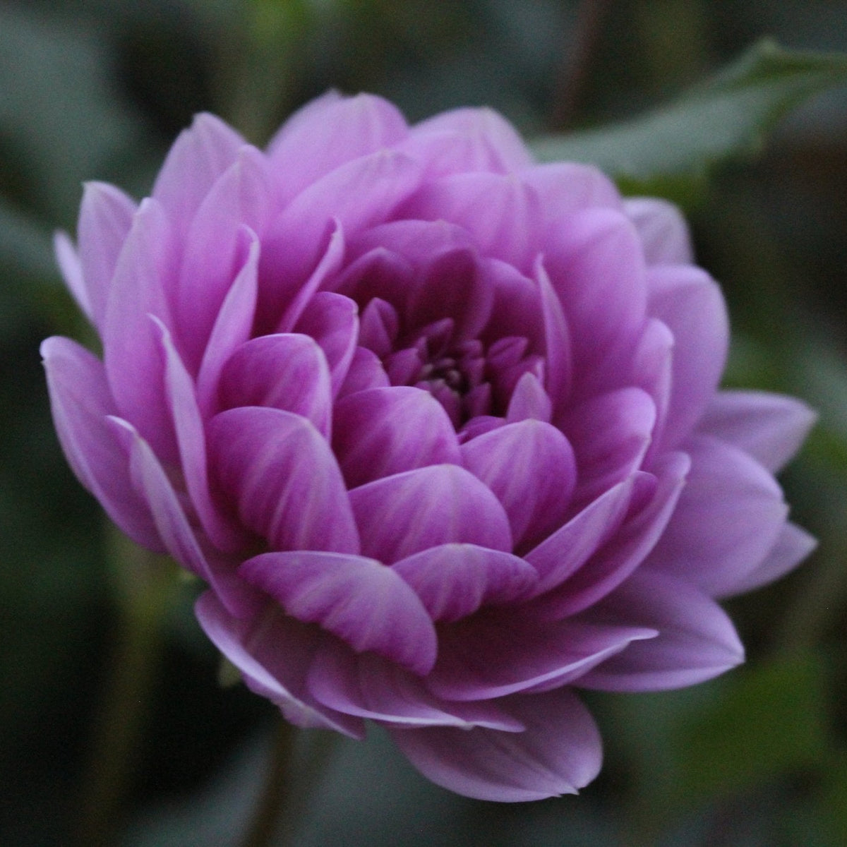 Kari Blue - Freese Flower Farm