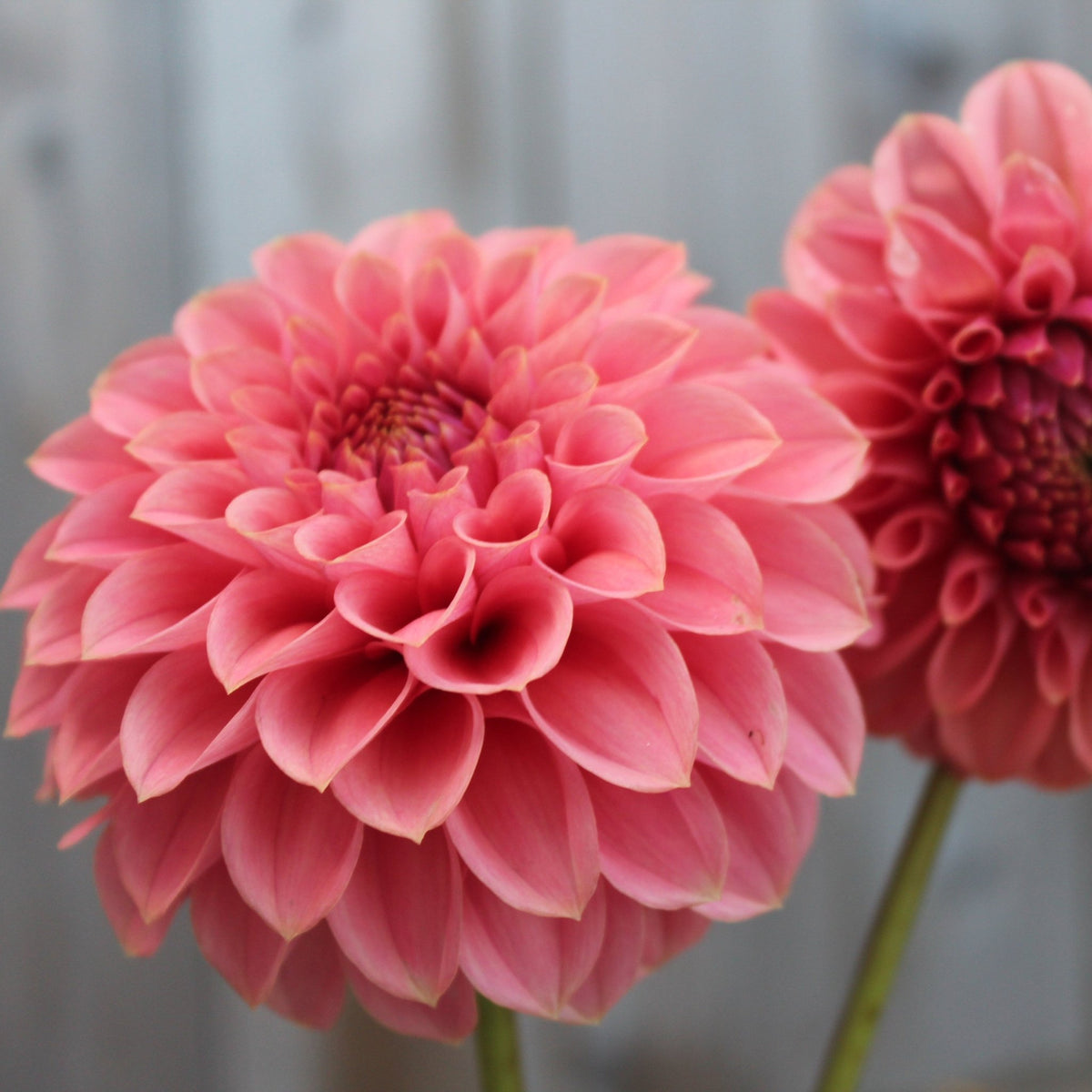 KA's® Rosie Jo - Freese Flower Farm