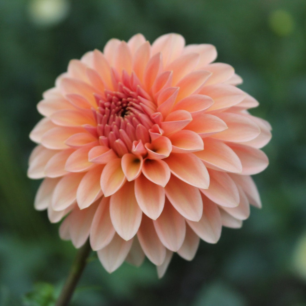 KA's® Whisper - Freese Flower Farm