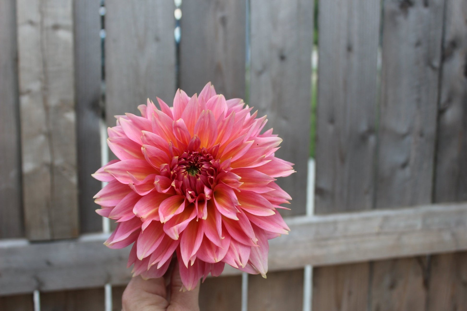 Kenora Lisa - Freese Flower Farm