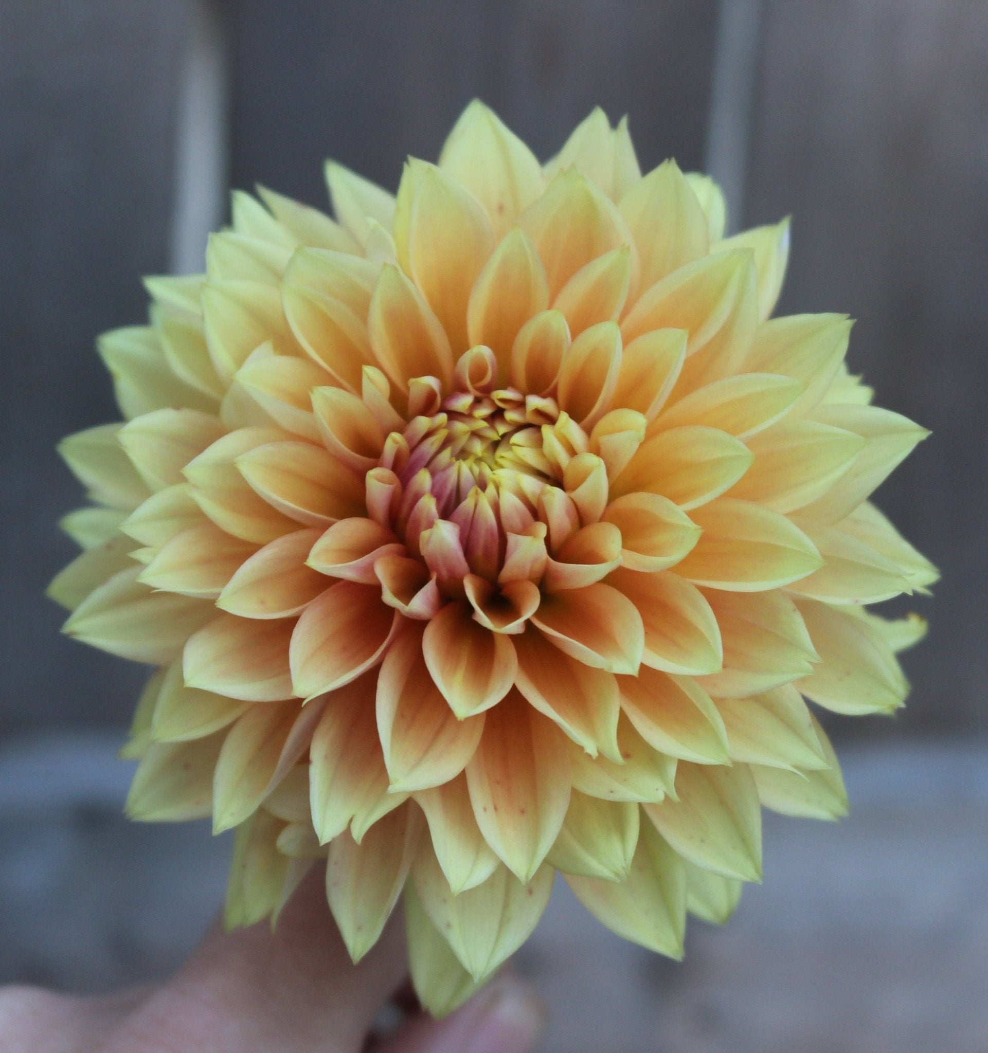 Kick Off - Freese Flower Farm