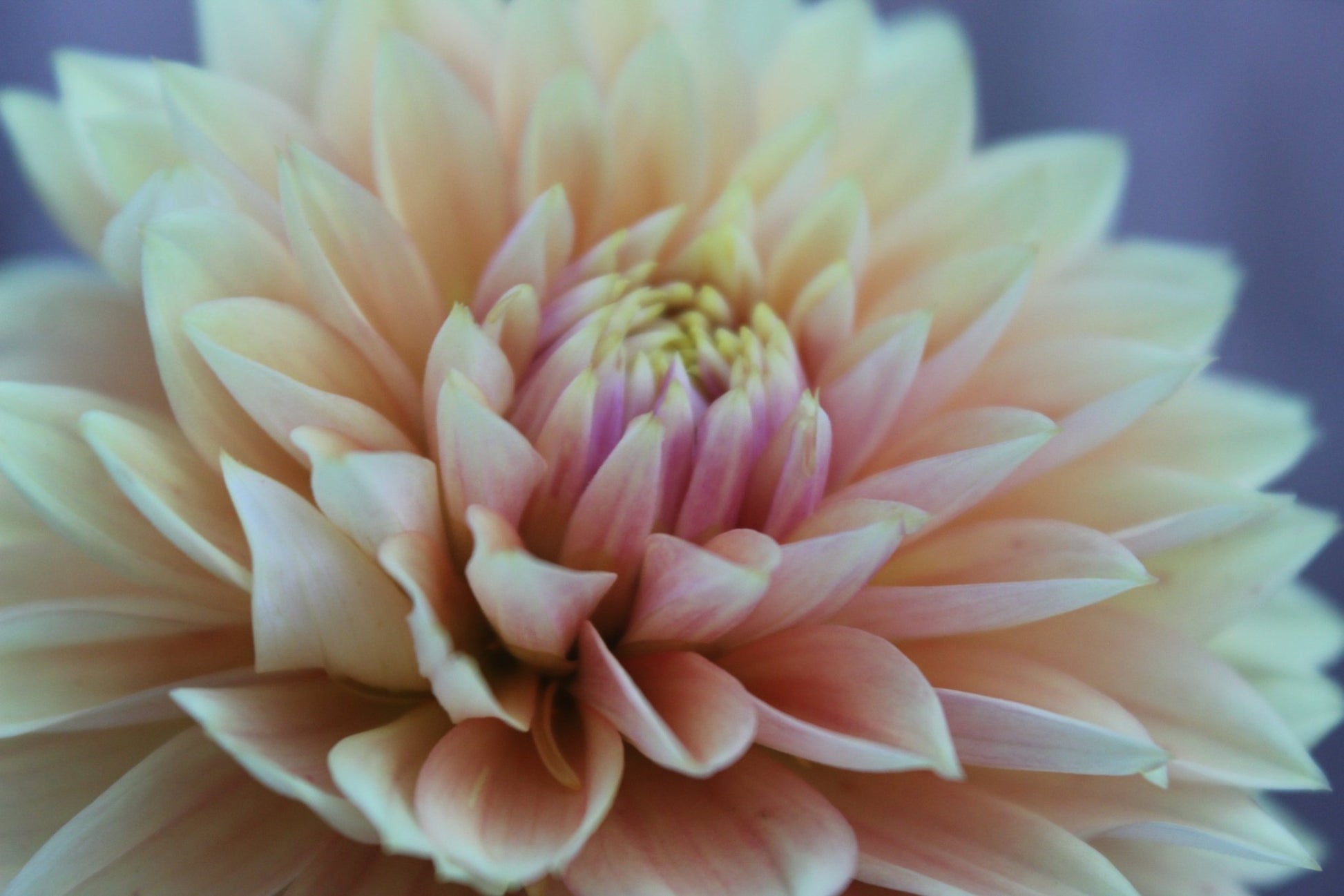 Kick Off - Freese Flower Farm