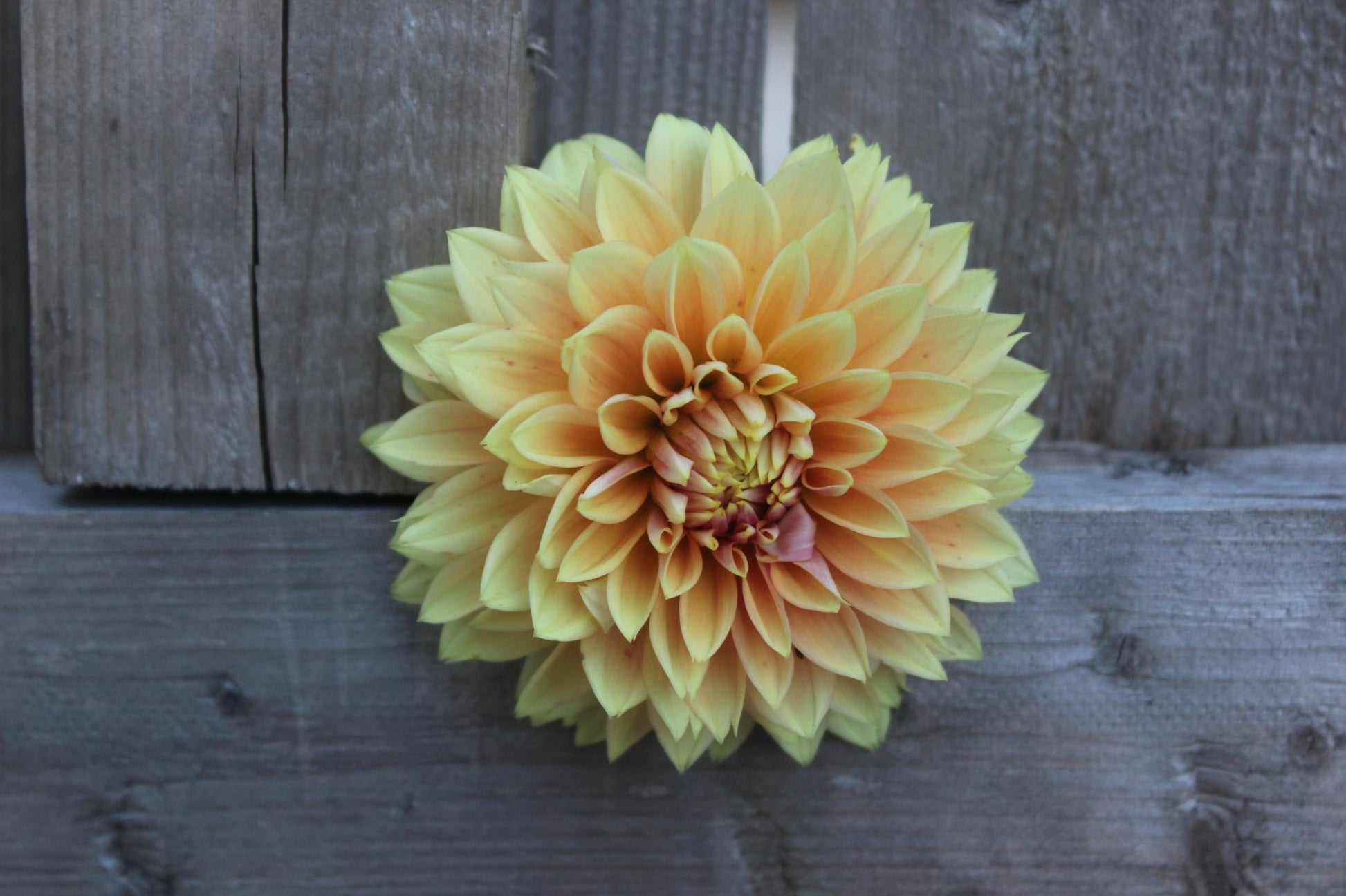 Kick Off - Freese Flower Farm