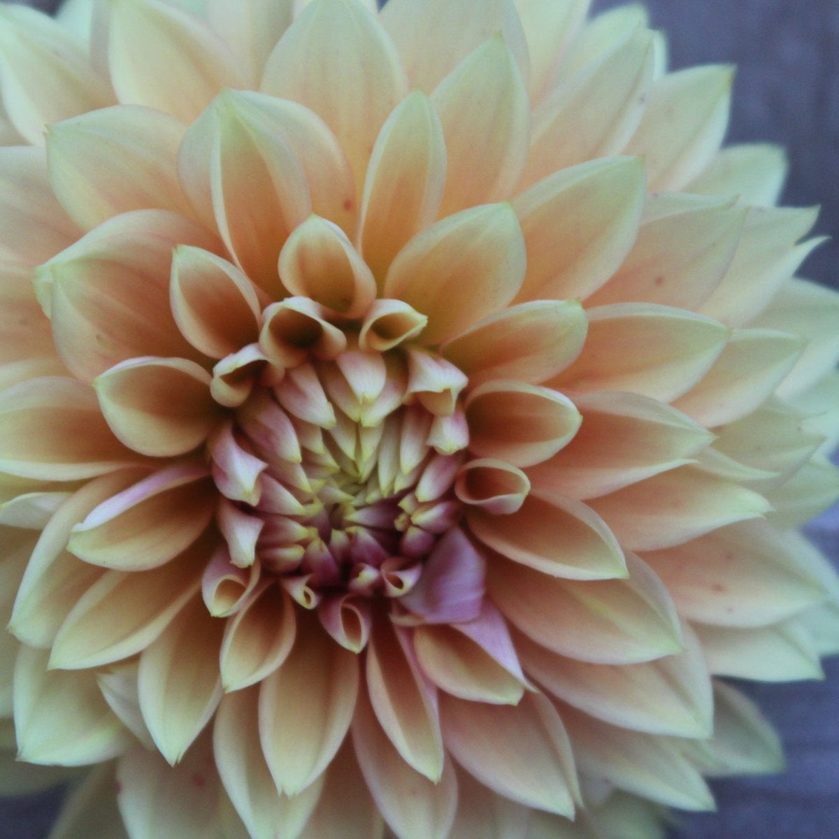 Kick Off - Freese Flower Farm