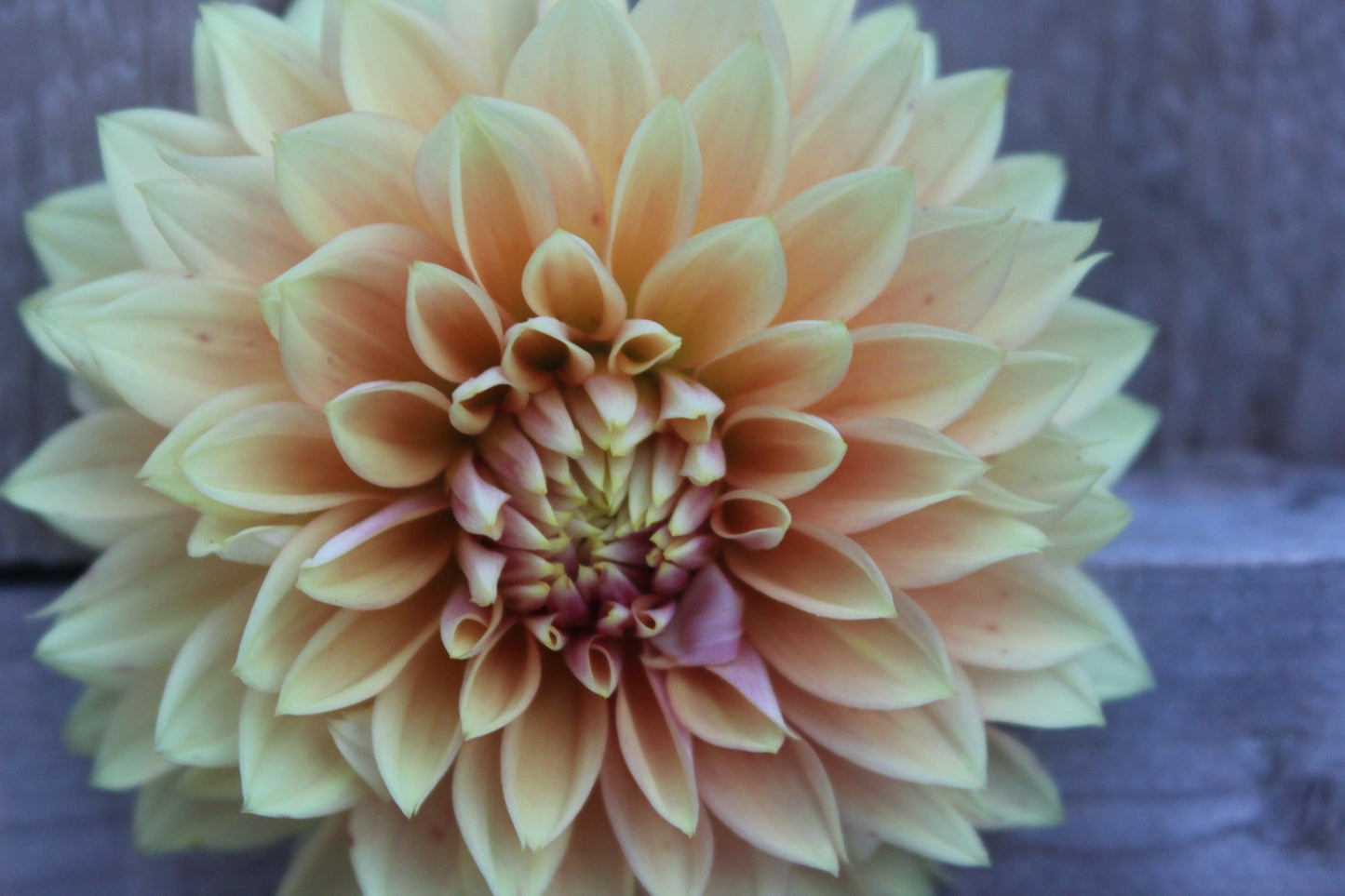 Kick Off - Freese Flower Farm